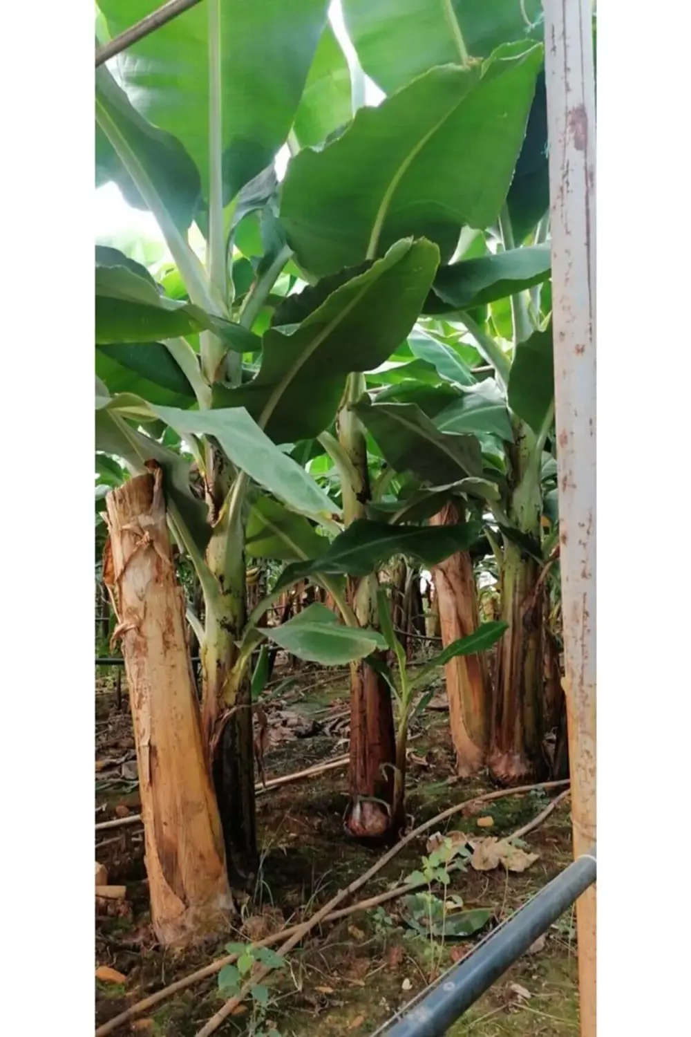 150 Cm Ile 2.00 Metre Boyunda Muz Fidanı