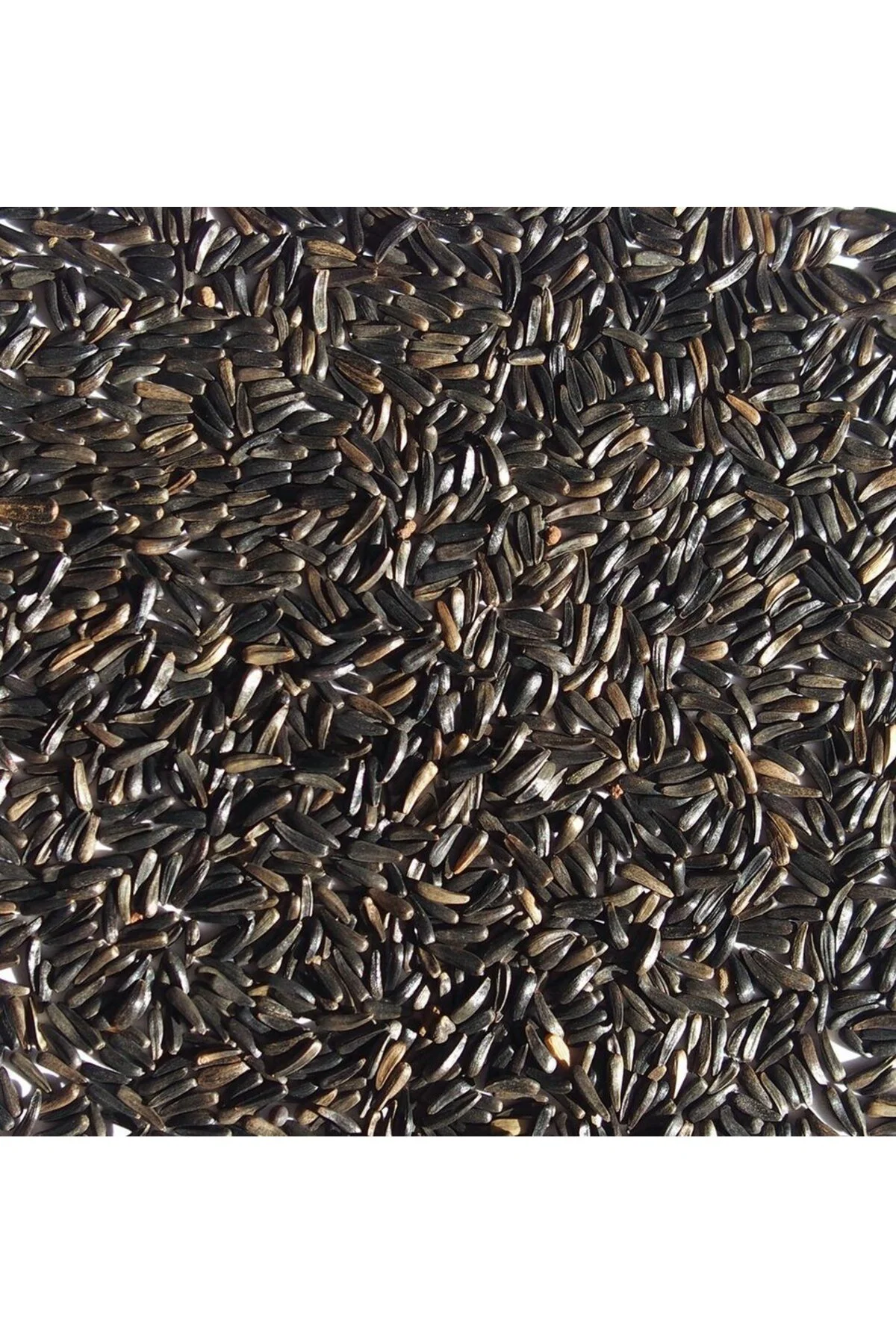 150 gr - Nijer Tohumu - Kuş Yemi Fiyatı, Yorumları ve Özellikleri