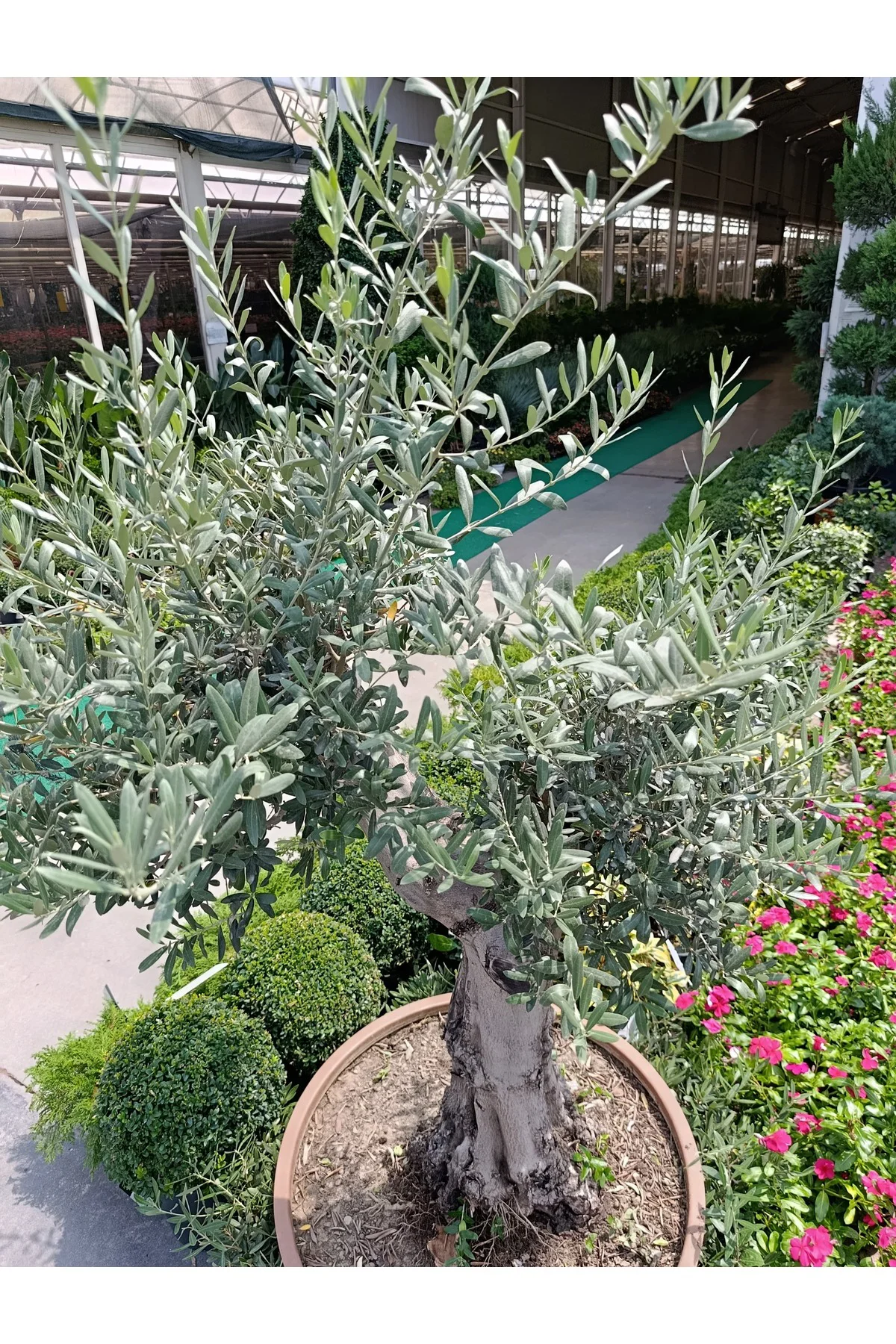 150 Yaş Zeytin Ağacı