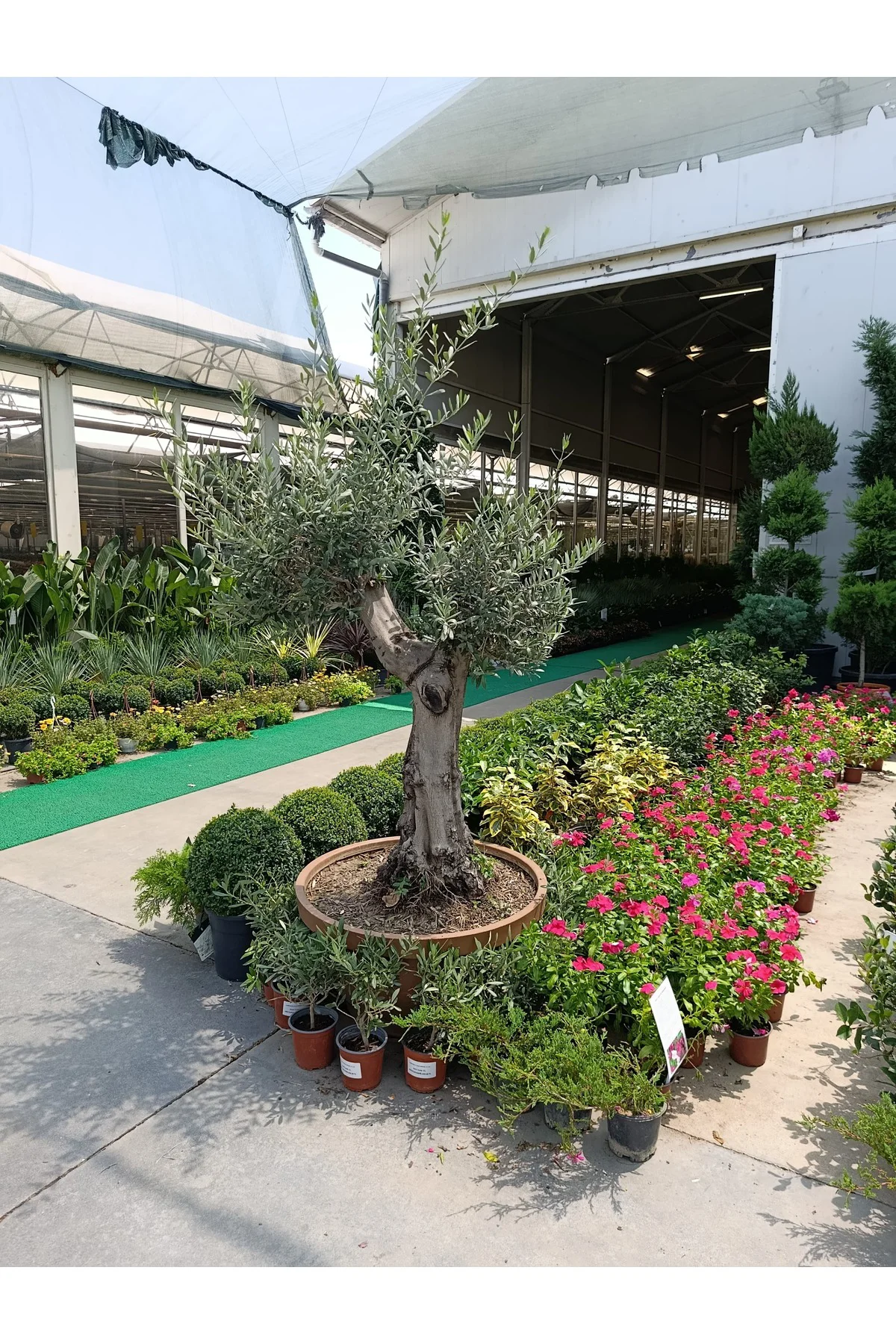 150 Yaş Zeytin Ağacı