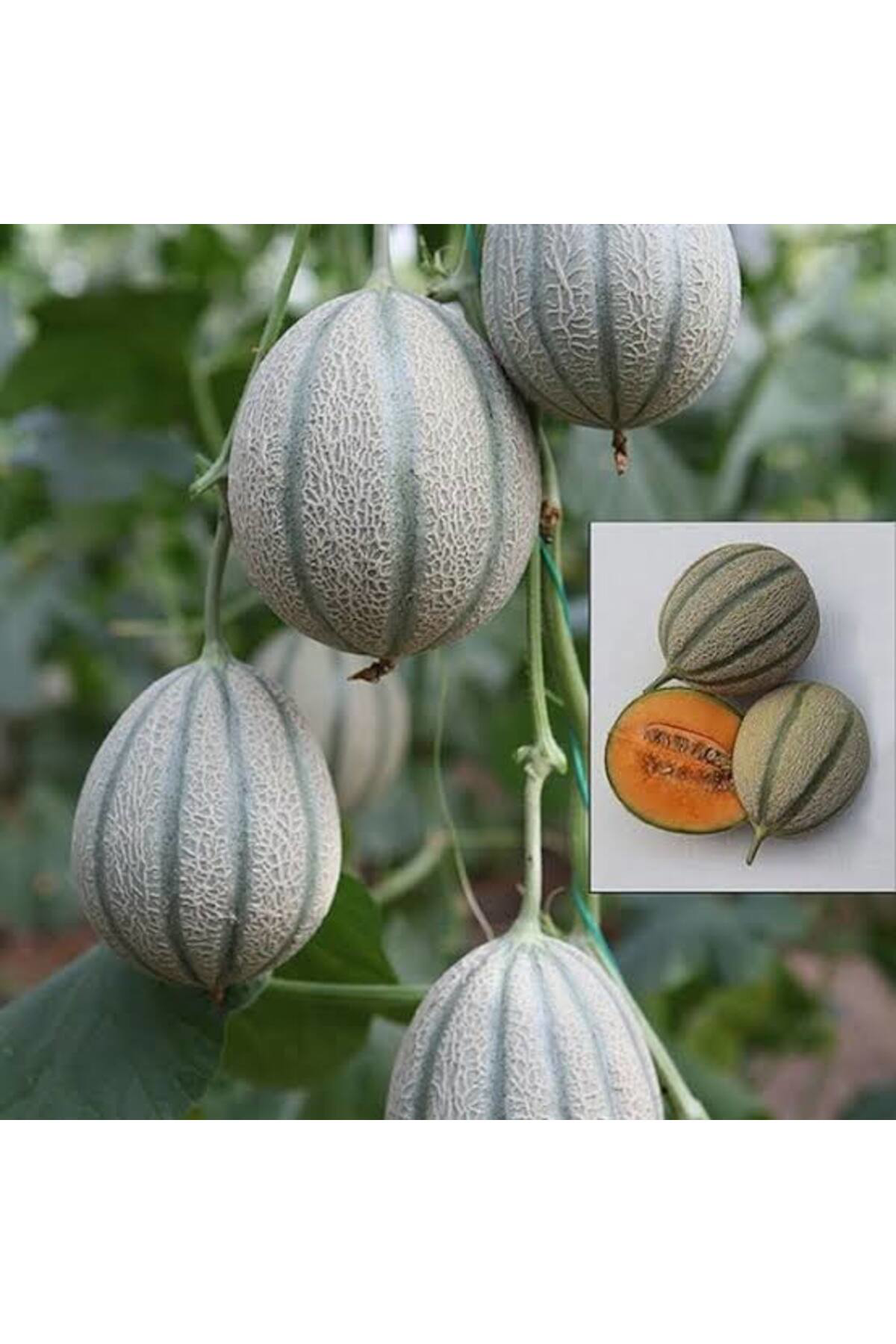 1500 Adet Karışık Cinste Köylü Kavunu Ata Tohumu