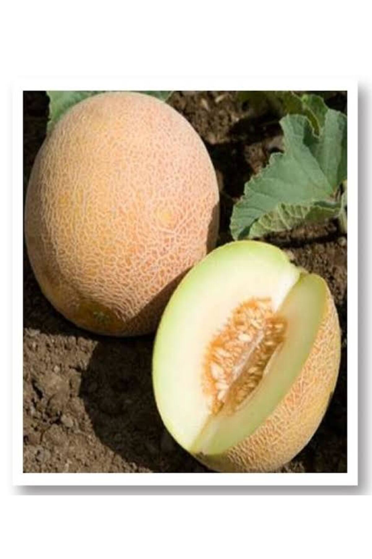 1500 Adet Karışık Cinste Köylü Kavunu Ata Tohumu