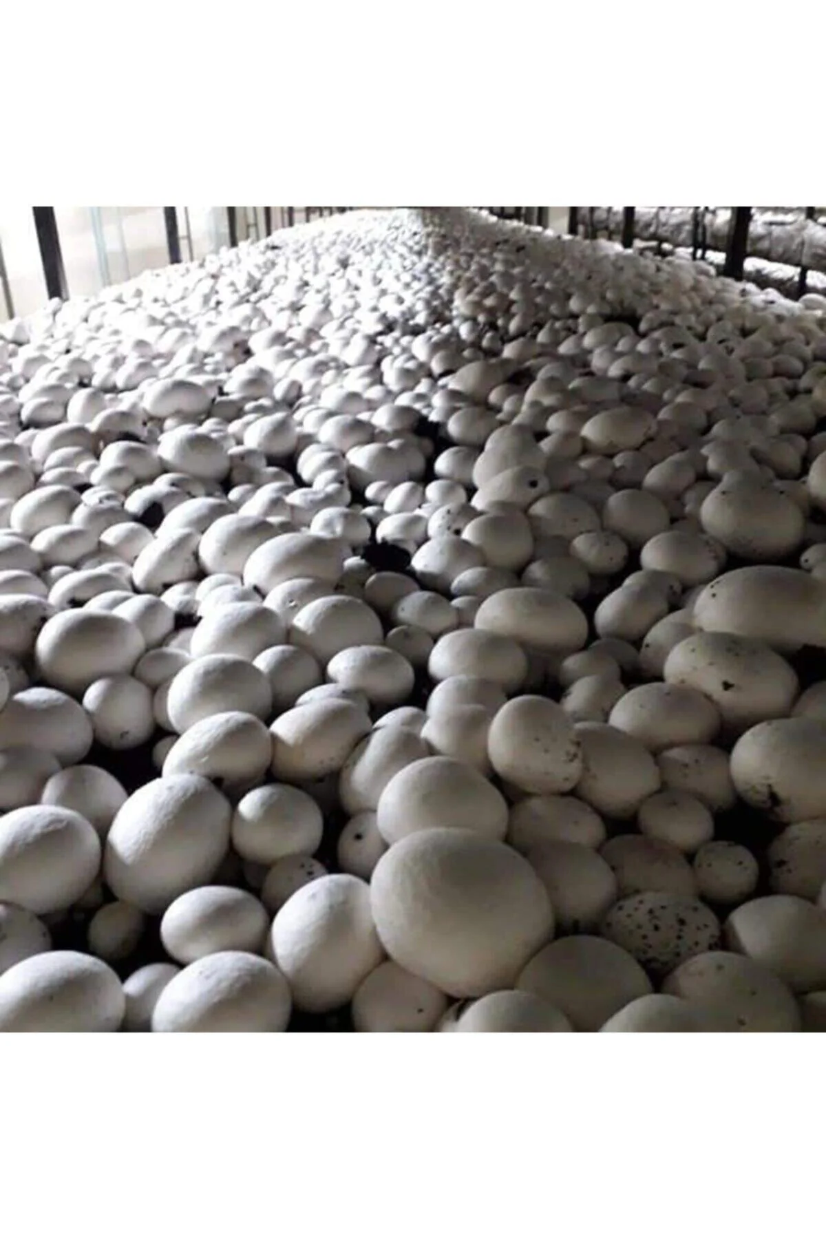 15.000 Adet Beyaz Şapkalı Kültür Mantarı Tohumu