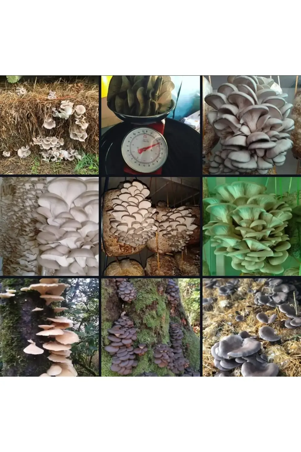 15000 Adet İstiridye Mantarı Tohumu + Ekim Poşetleri + Eğitim Kıl