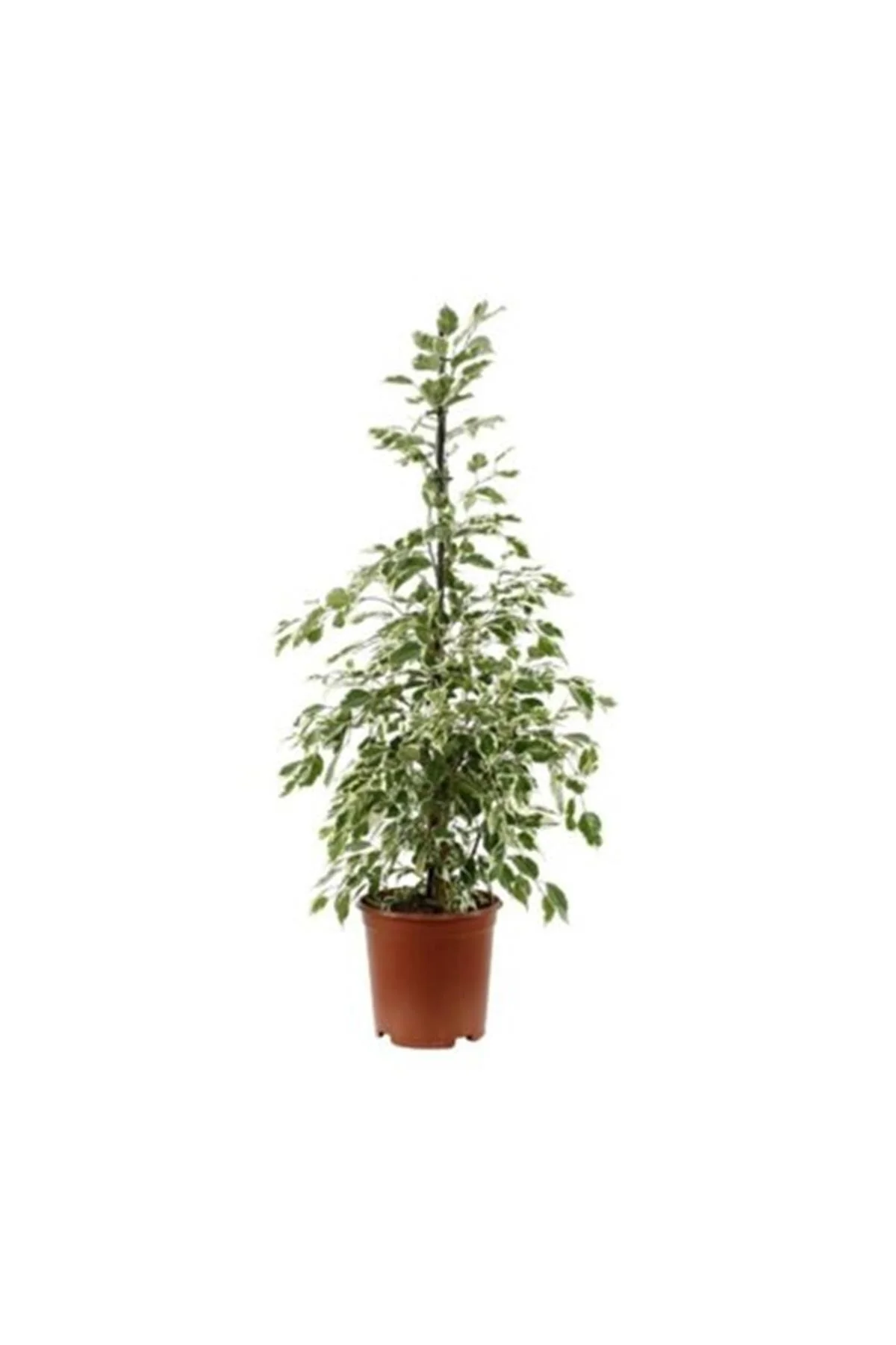1.Kalite Benjamin Ficus 1.Kalite Benjamin Ficus