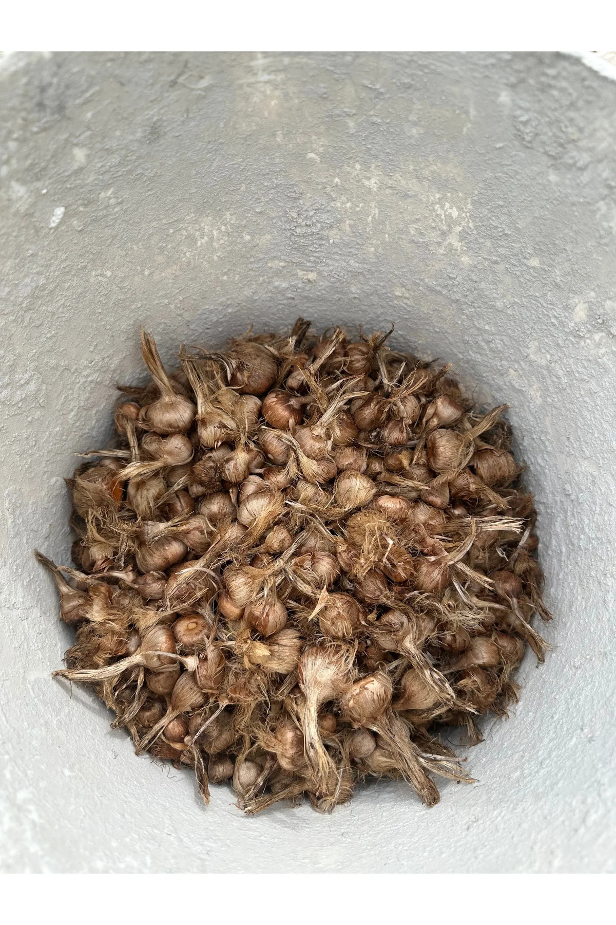 1kg Safran soğanı