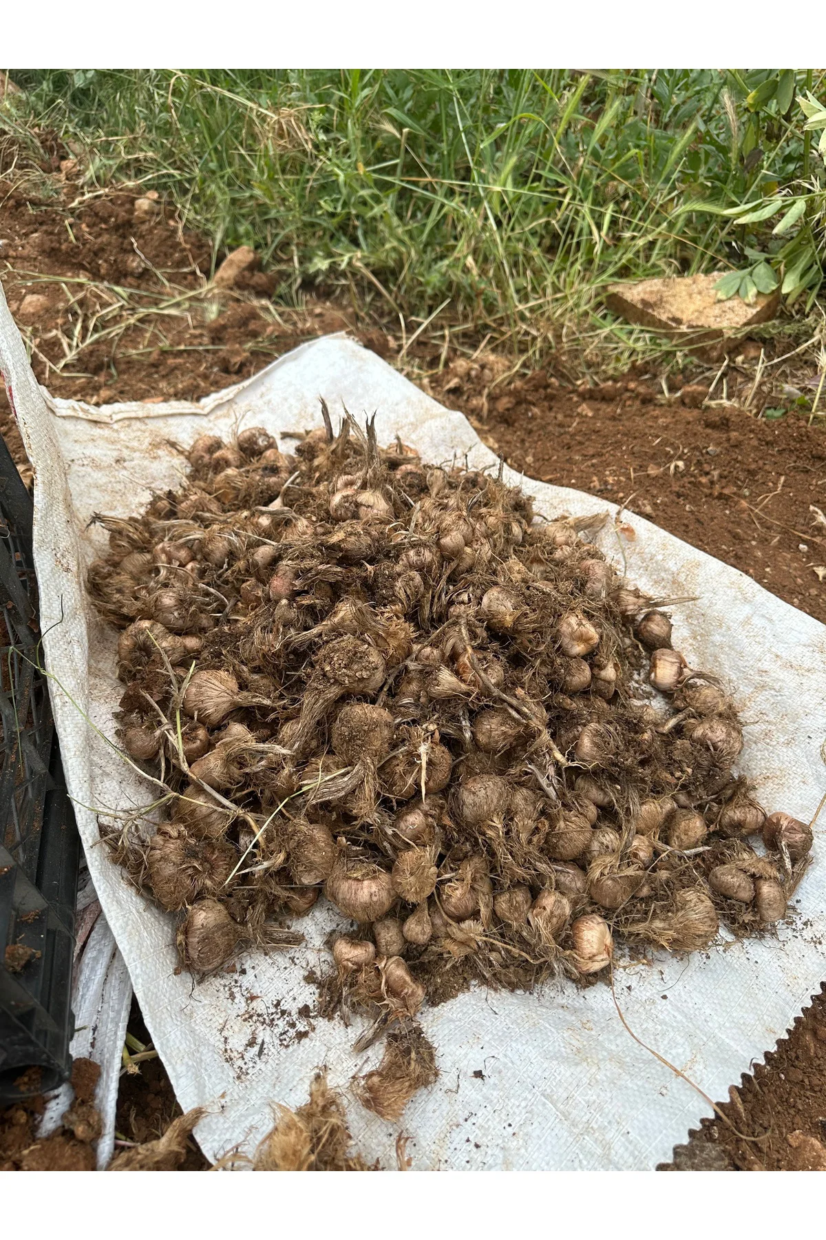 1kg Safran soğanı