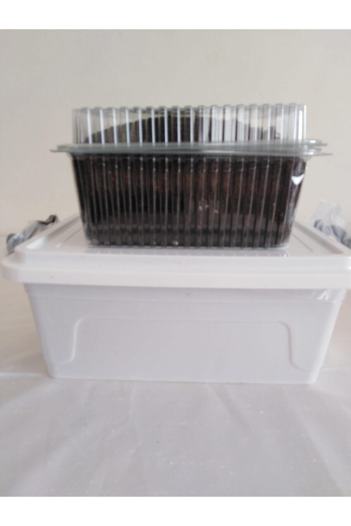 2 Adet Kültür Mantarı Tohumu Ekili Kutu Ve Eğitim Yönergesi