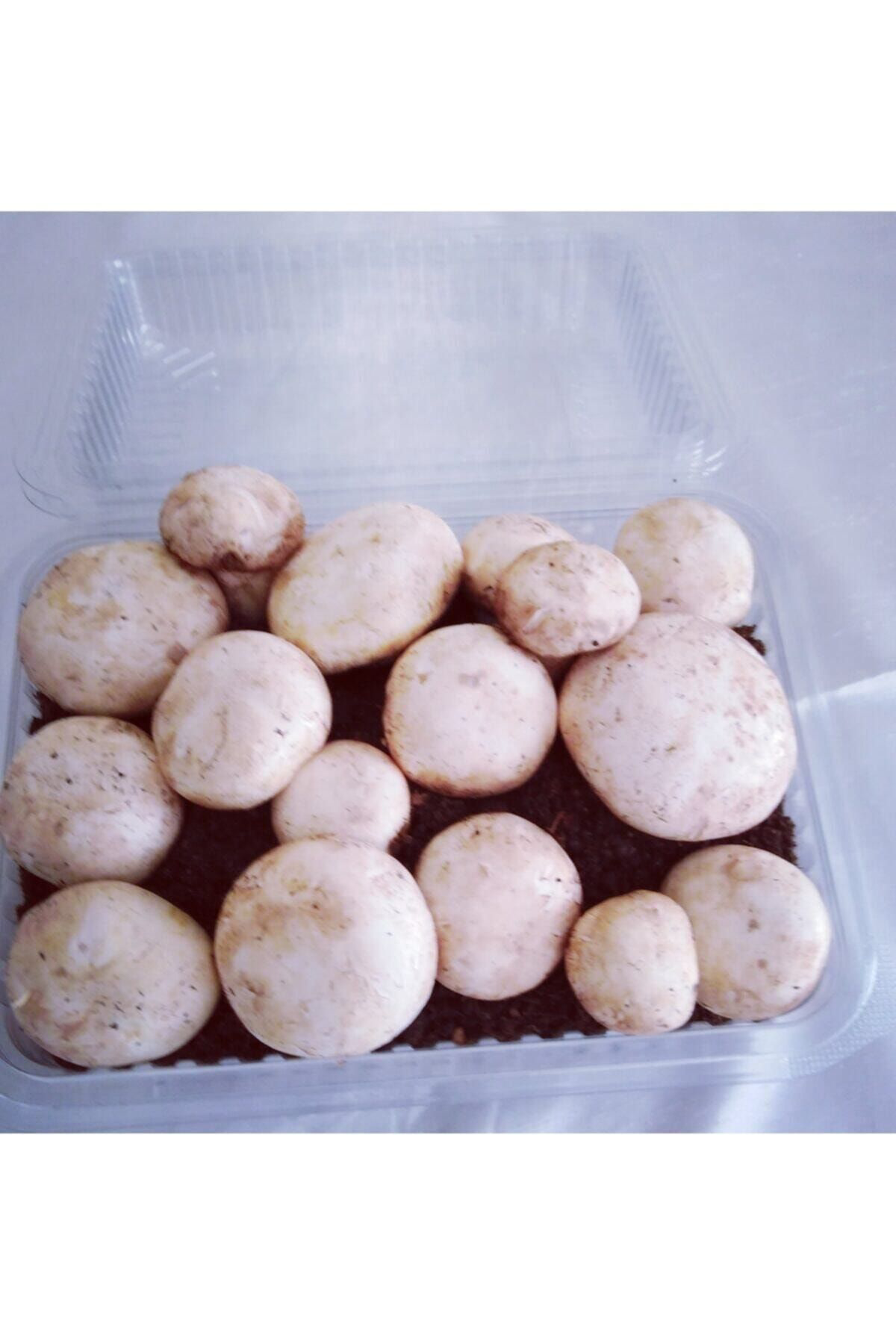 2 Adet Kültür Mantarı Tohumu Ekili Kutu Ve Eğitim Yönergesi