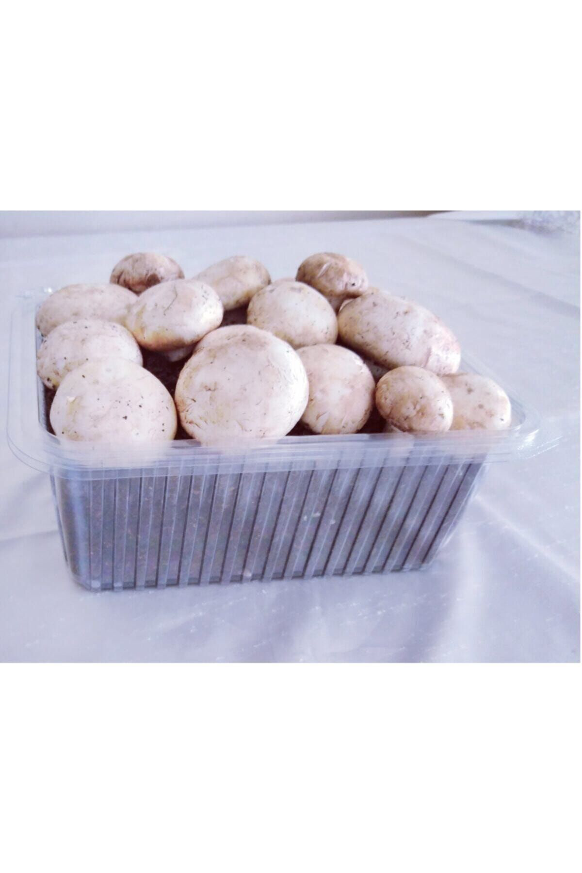 2 Adet Kültür Mantarı Tohumu Ekili Kutu Ve Eğitim Yönergesi