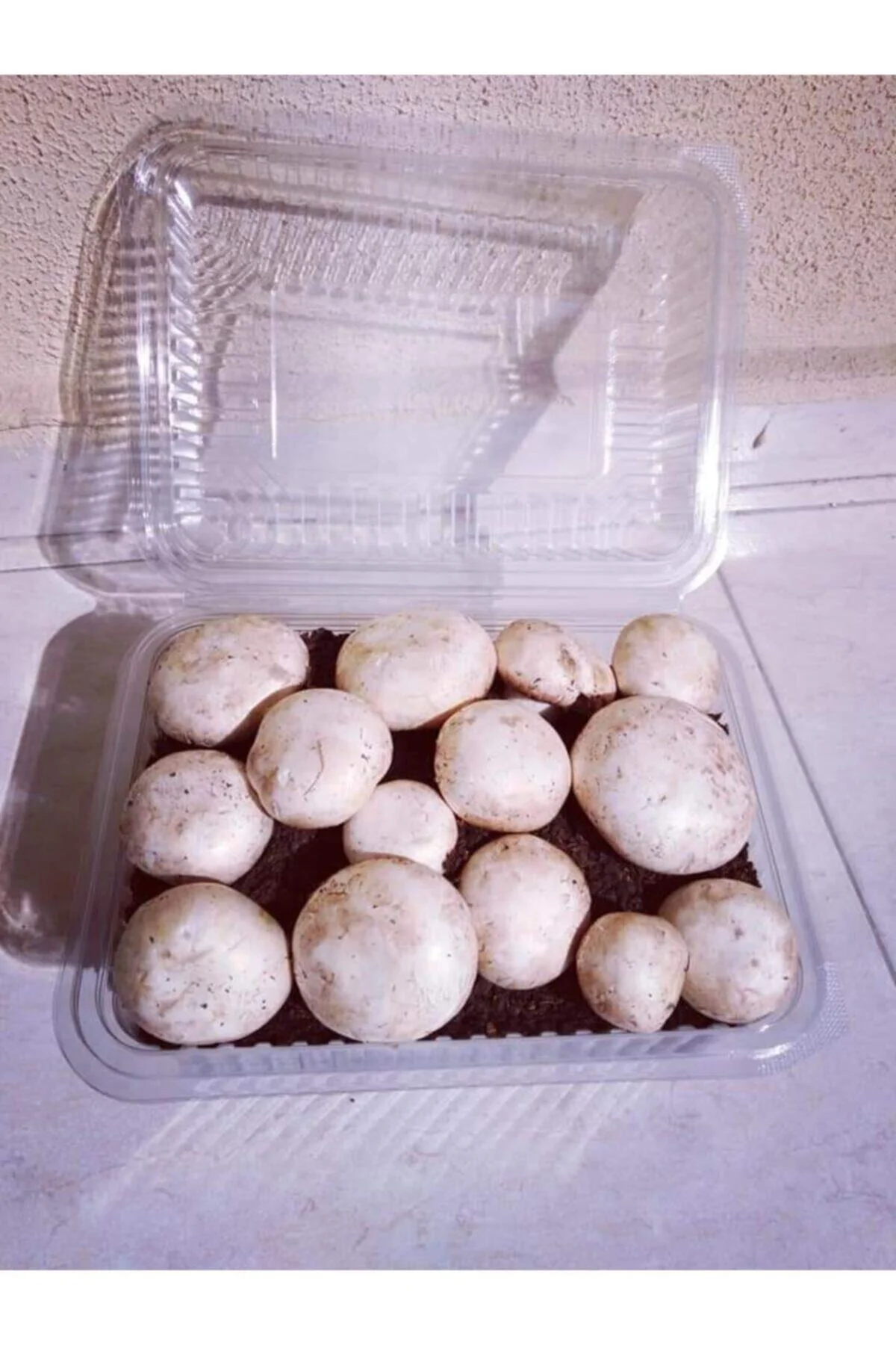 2 Adet Kültür Mantarı Ekili Kutu Ve Eğitim Kılavuzu + Hediye Üzüm