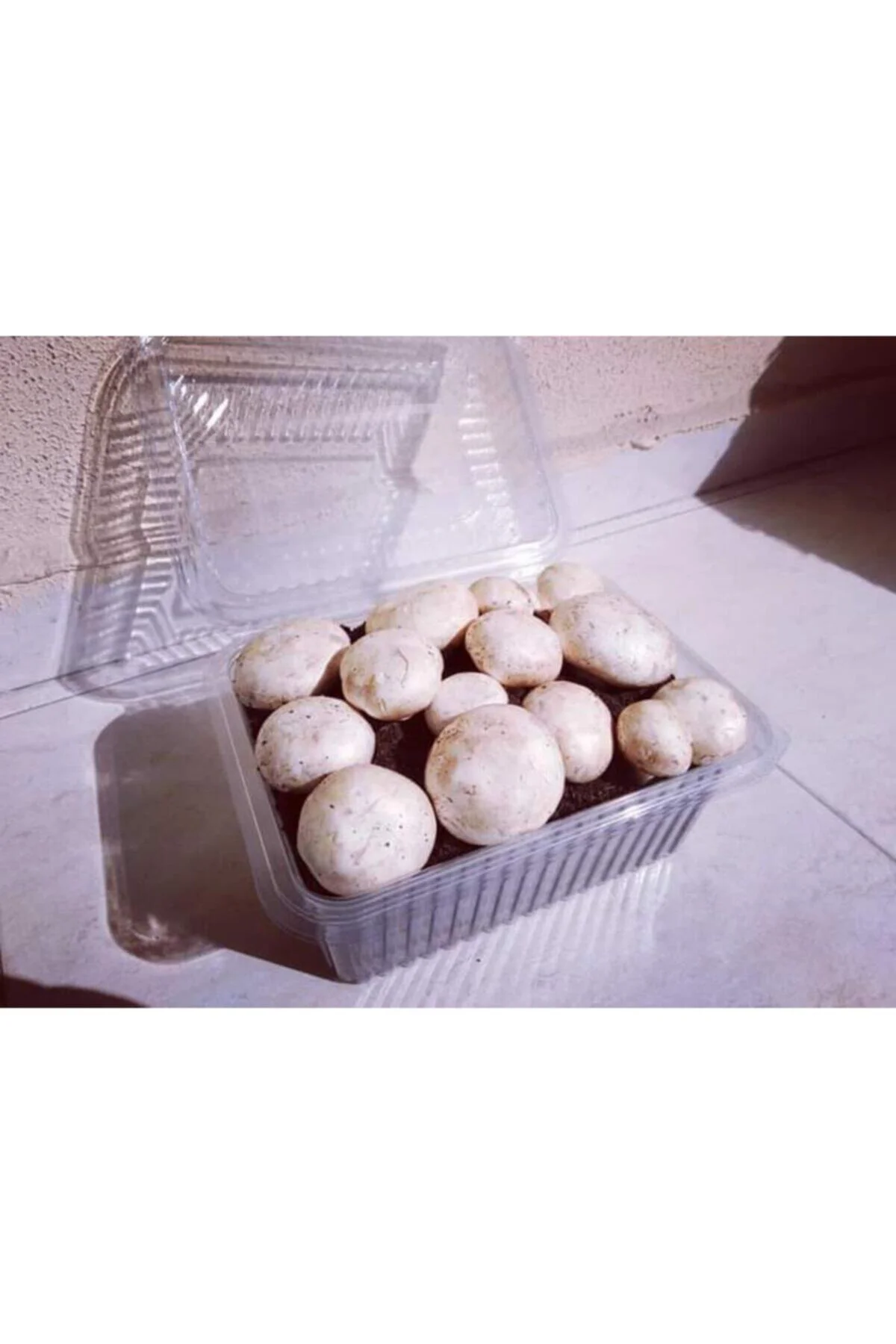 2 Adet Kültür Mantarı Ekili Kutu Ve Eğitim Kılavuzu + Hediye Üzüm