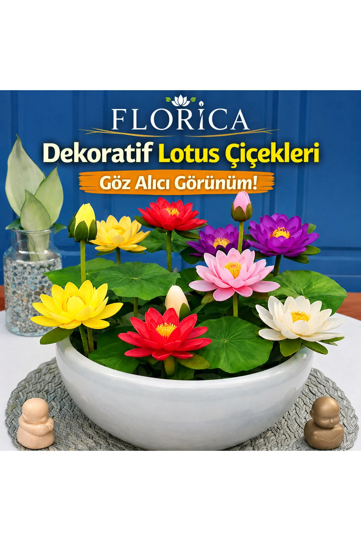 2 Adet Lotus Çiçeği Tohumu-Kutsal Lotus Nilüfer Tohumu(Sürpriz Tohum Hediye)