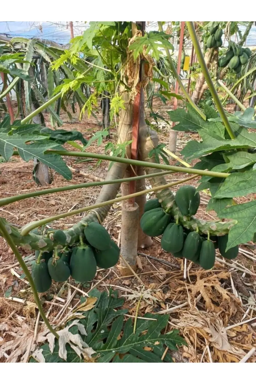 2 Adet Papaya Fidanı