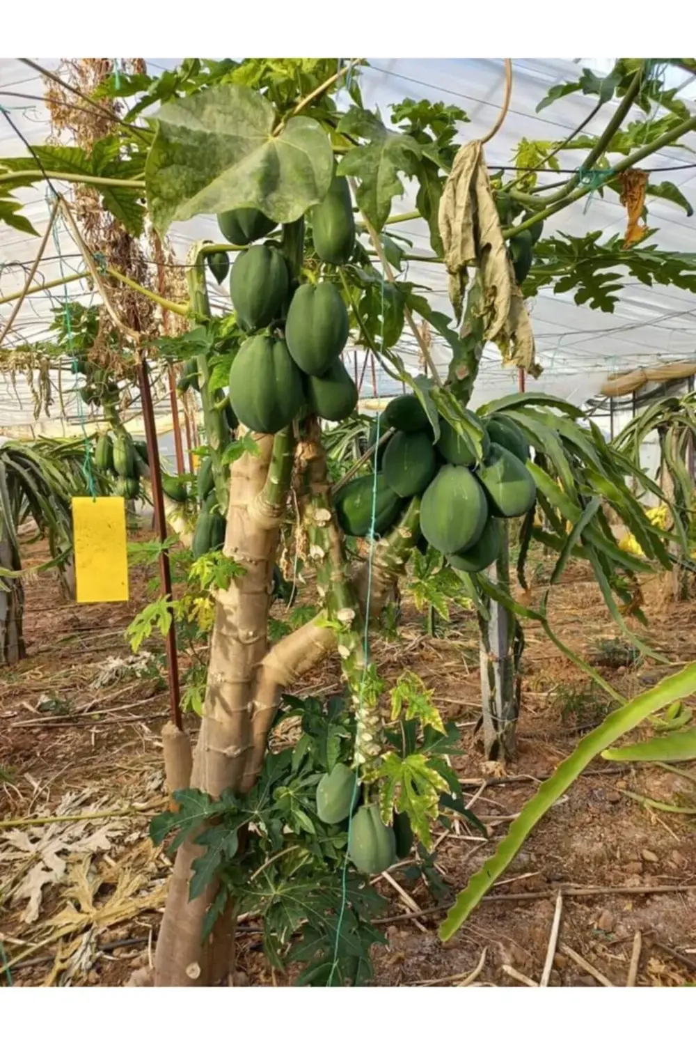 2 Adet Papaya Fidanı