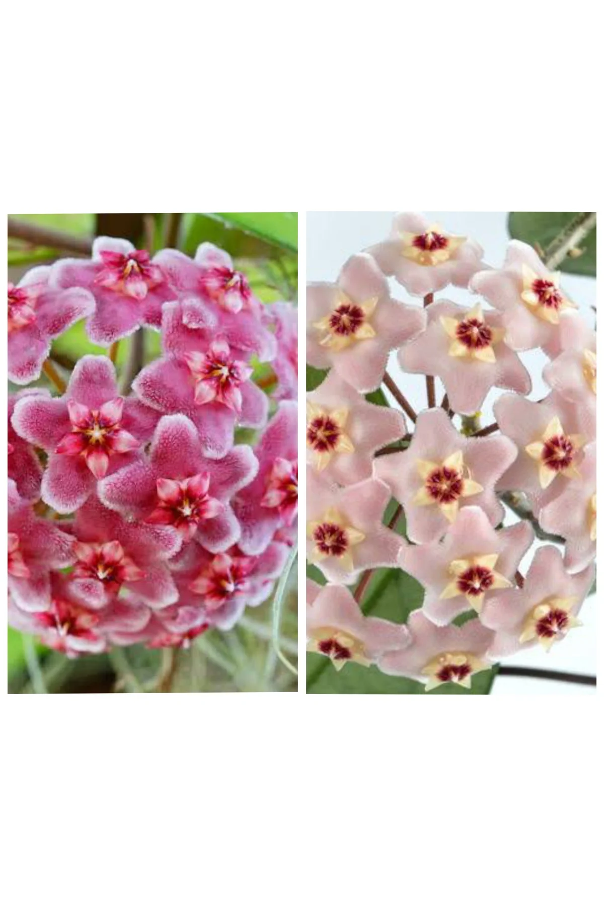 2 Adet Pembe Ve Beyaz Açan Mis Kokulu Mum Çiçegi Fidanı 2 Adet Pembe Ve Beyaz Açan Mis Kokulu Mum Çiçegi Fidanı