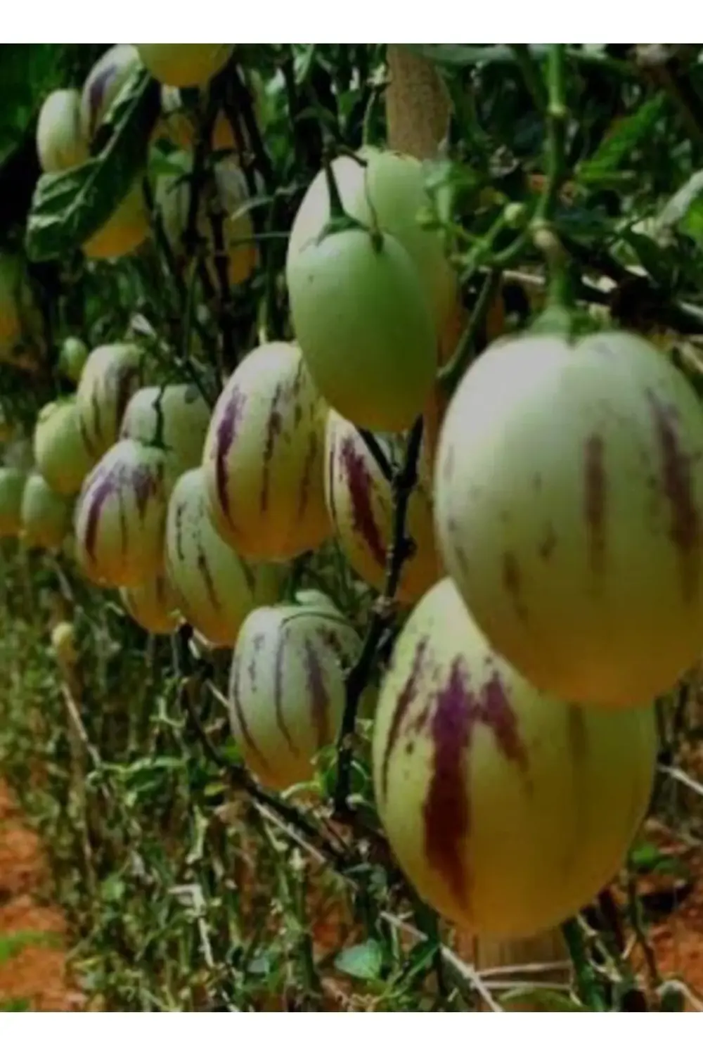 2 Adet Pepino Kavunu Fidanı Çekirdeksiz Kavun 35 Günde Verim....