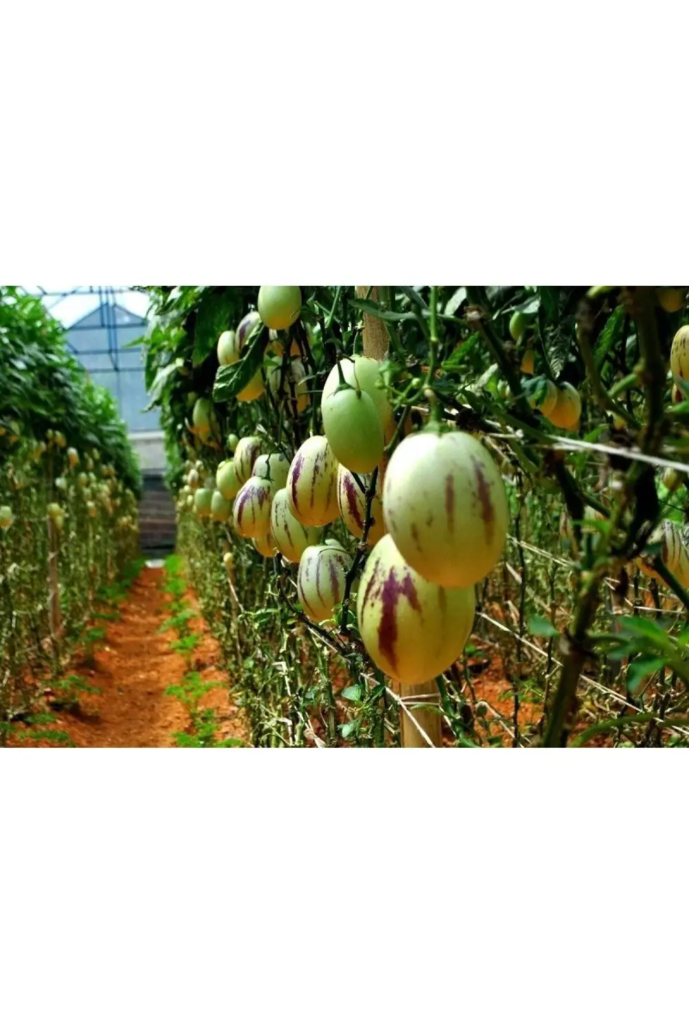 2 Adet Pepino Kavunu Fidanı Çekirdeksiz Kavun 35 Günde Verim....