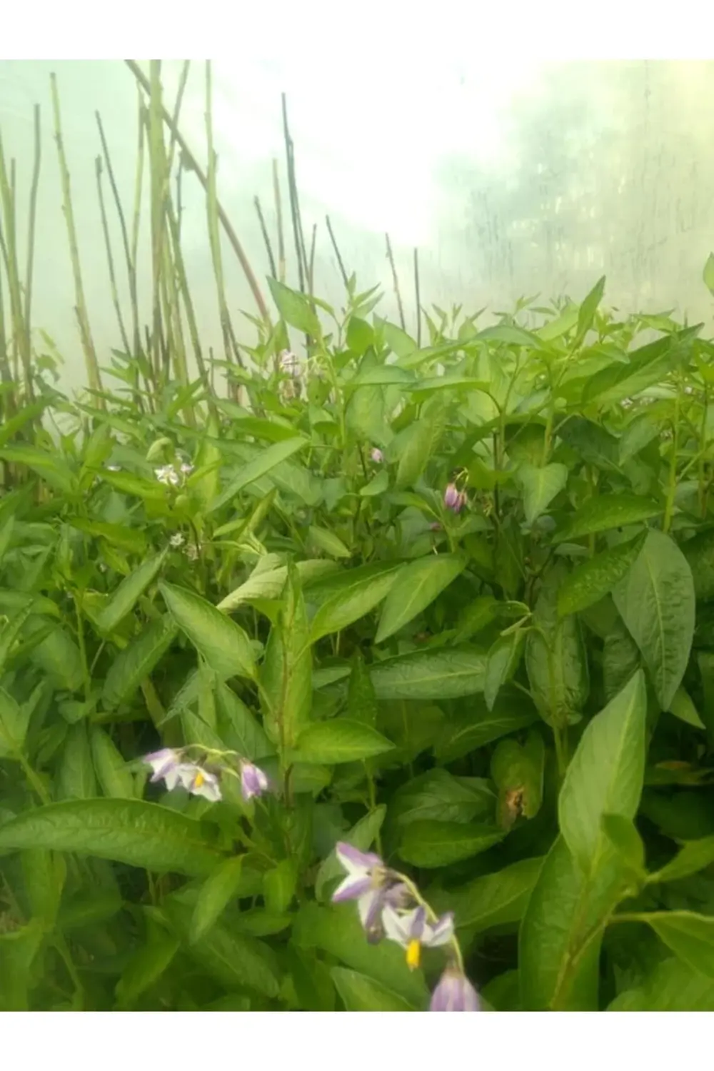 2 Adet Pepino Kavunu Fidanı Çekirdeksiz Kavun 35 Günde Verim....