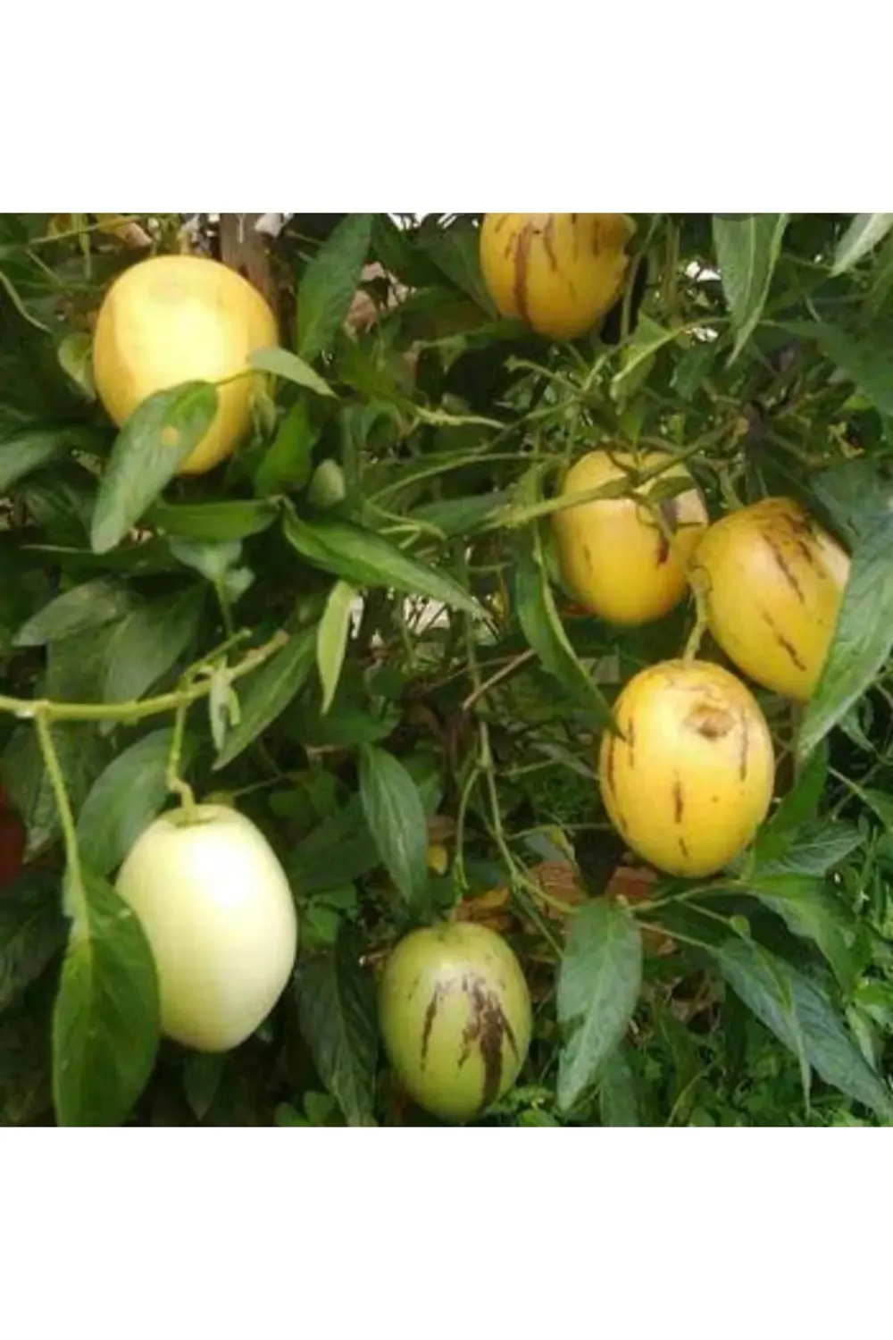 2 Adet Pepino Kavunu Fidanı Çekirdeksiz Kavun 35 Günde Verim....