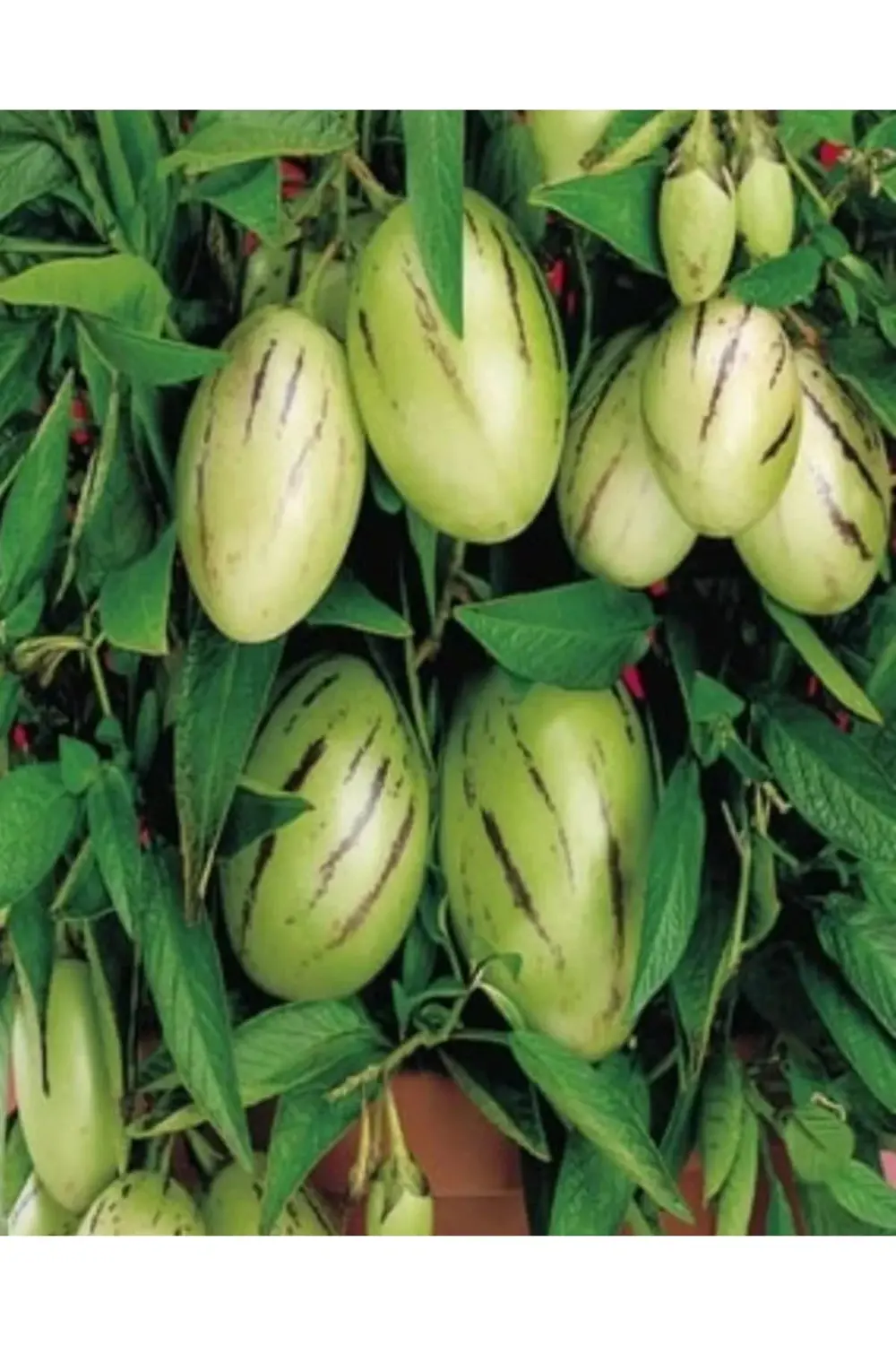 2 Adet Pepino Kavunu Fidanı Çekirdeksiz Kavun 35 Günde Verim....