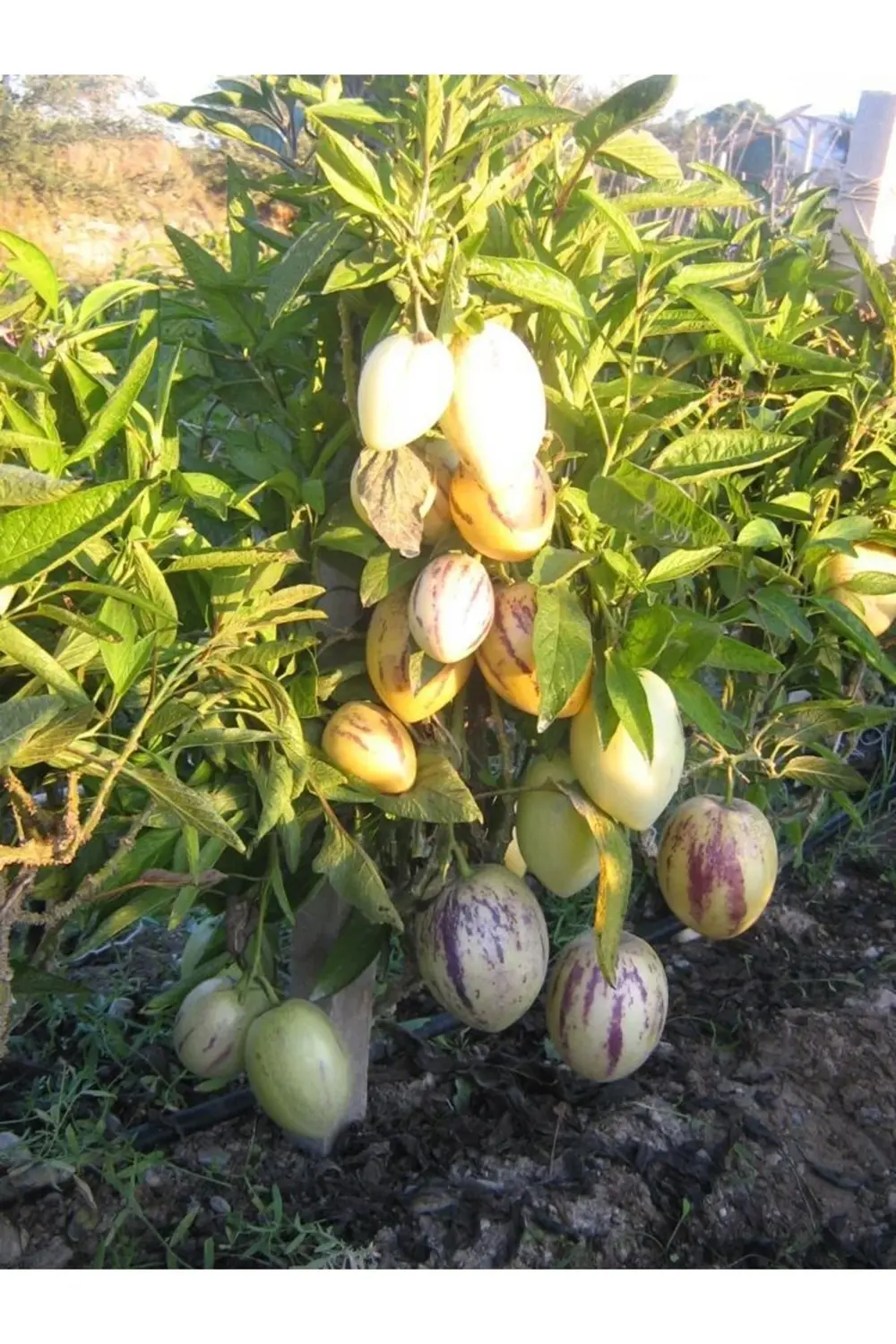 2 Adet Pepino Kavunu Fidanı Çekirdeksiz Kavun 35 Günde Verim....