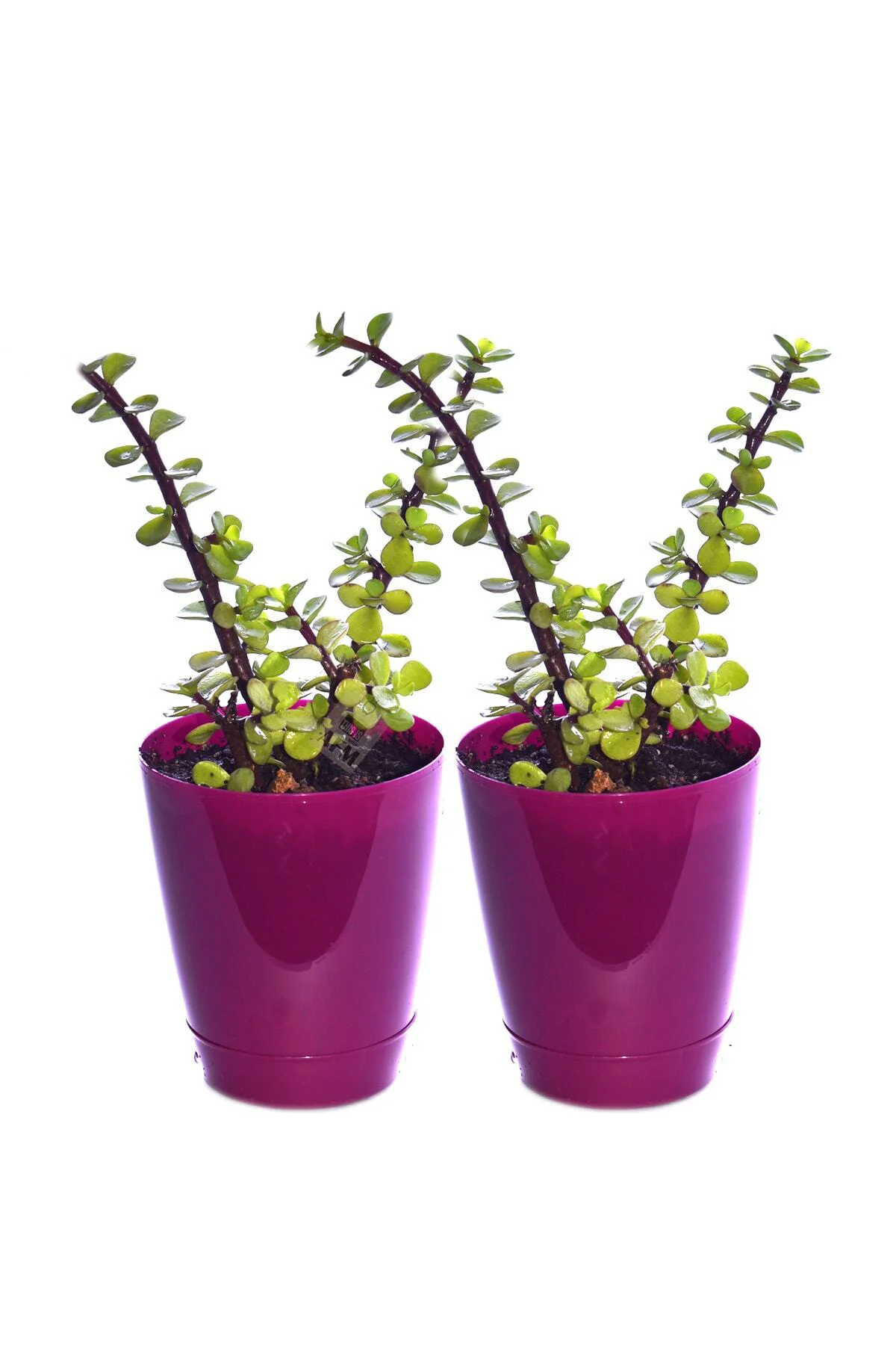 2 Adet Saksılı Bonsai Ağaç Crassula Portulacaria Afra Para Ağacı 
