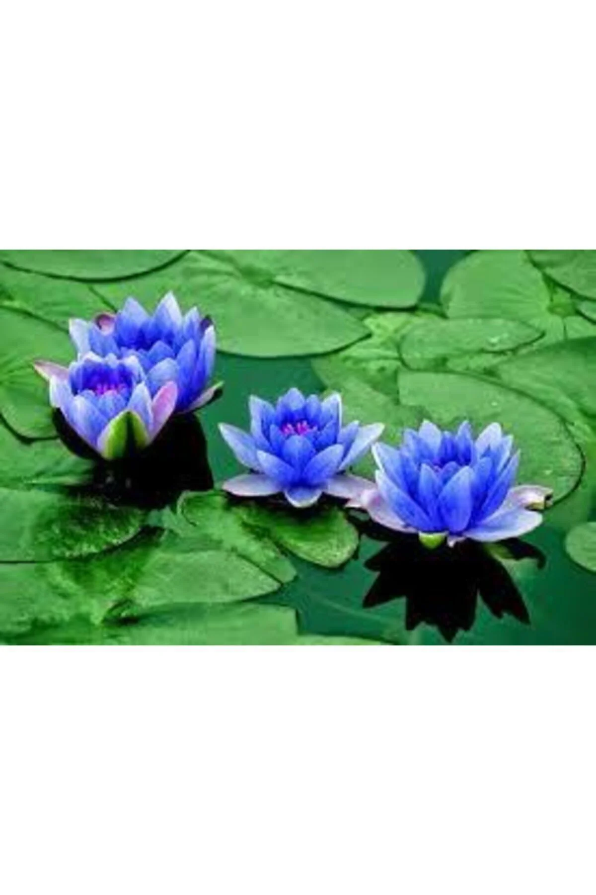 2 Adet Tohum Nadir Bulunan Mavi Lotus Çiçeği Tohumu Lotus Su Çiçeği Tohumu Nilüfer Çiçeği Tohumu Fiyatı, Yorumları ve Özellikleri