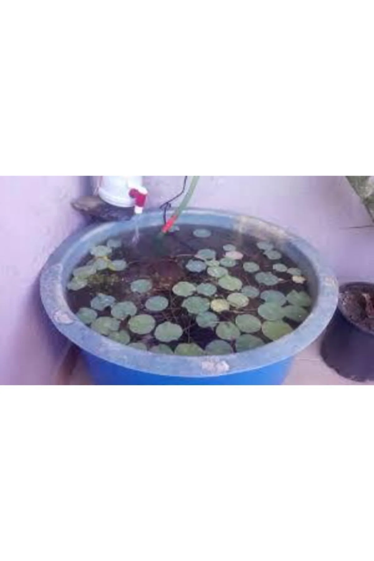 2 Adet Tohum Nadir Bulunan Pembe Lotus Çiçeği Tohumu Lotus Su Çiçeği Tohumu Nilüfer Çiçeği Tohumu Fiyatı, Yorumları ve Özellikleri