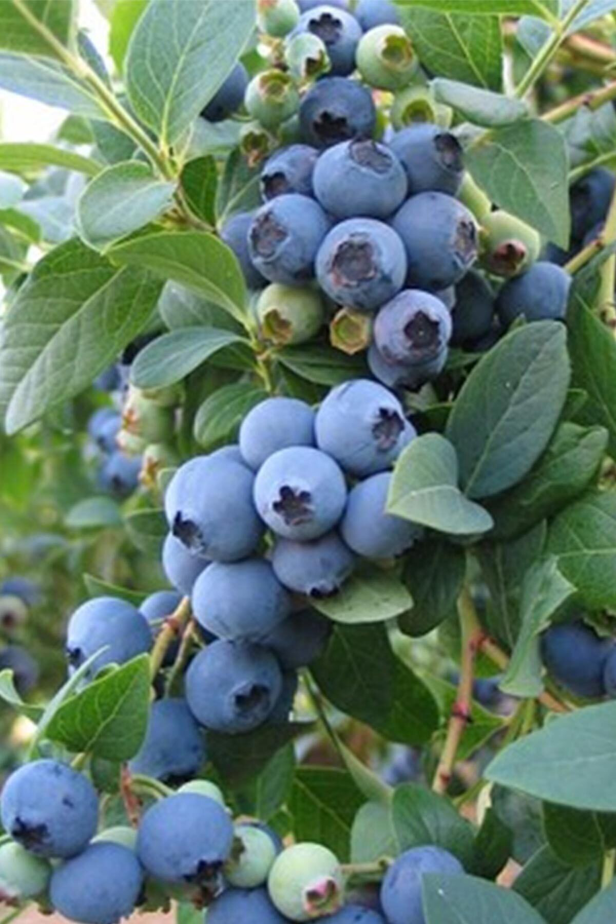 1 Adet Yaban Mersini Fidanı 40 - 50 Cm