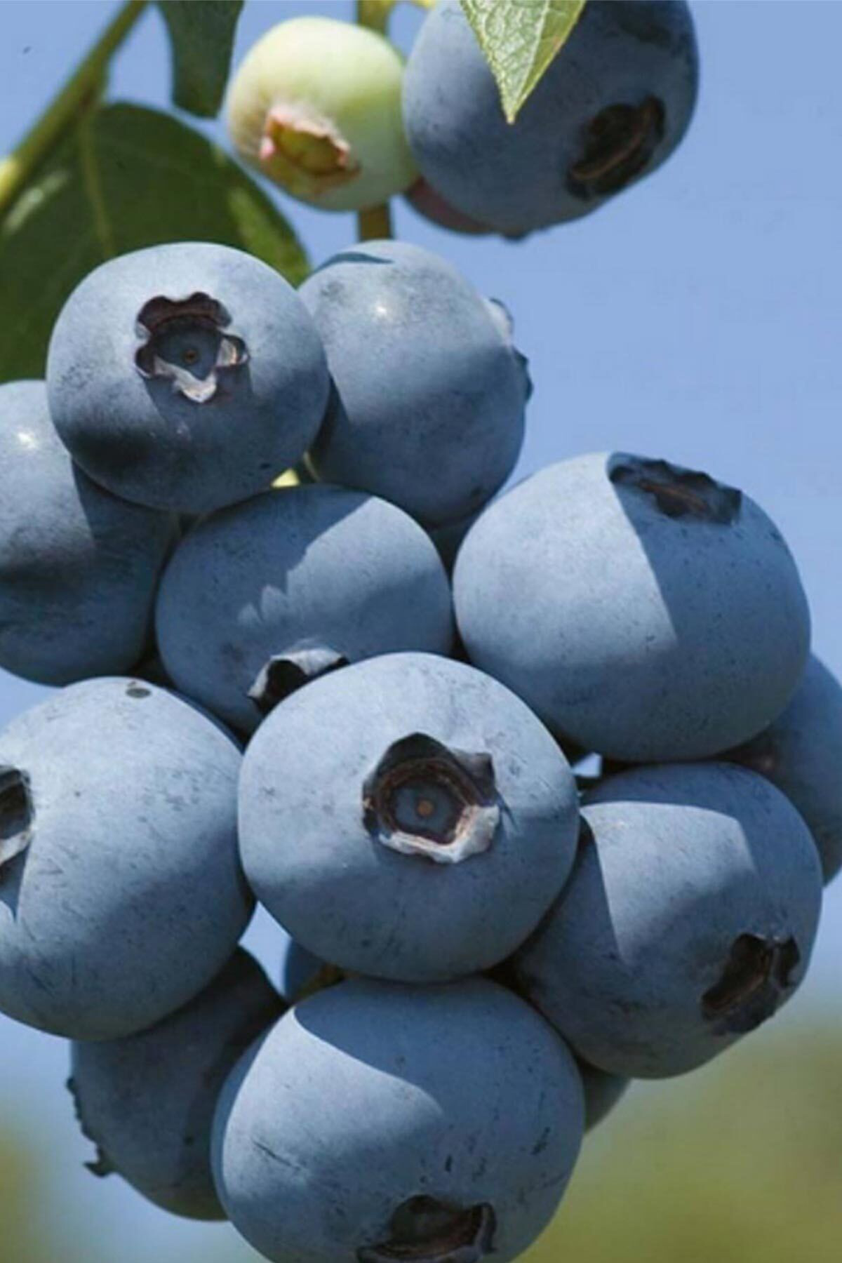 1 Adet Yaban Mersini Fidanı 40 - 50 Cm