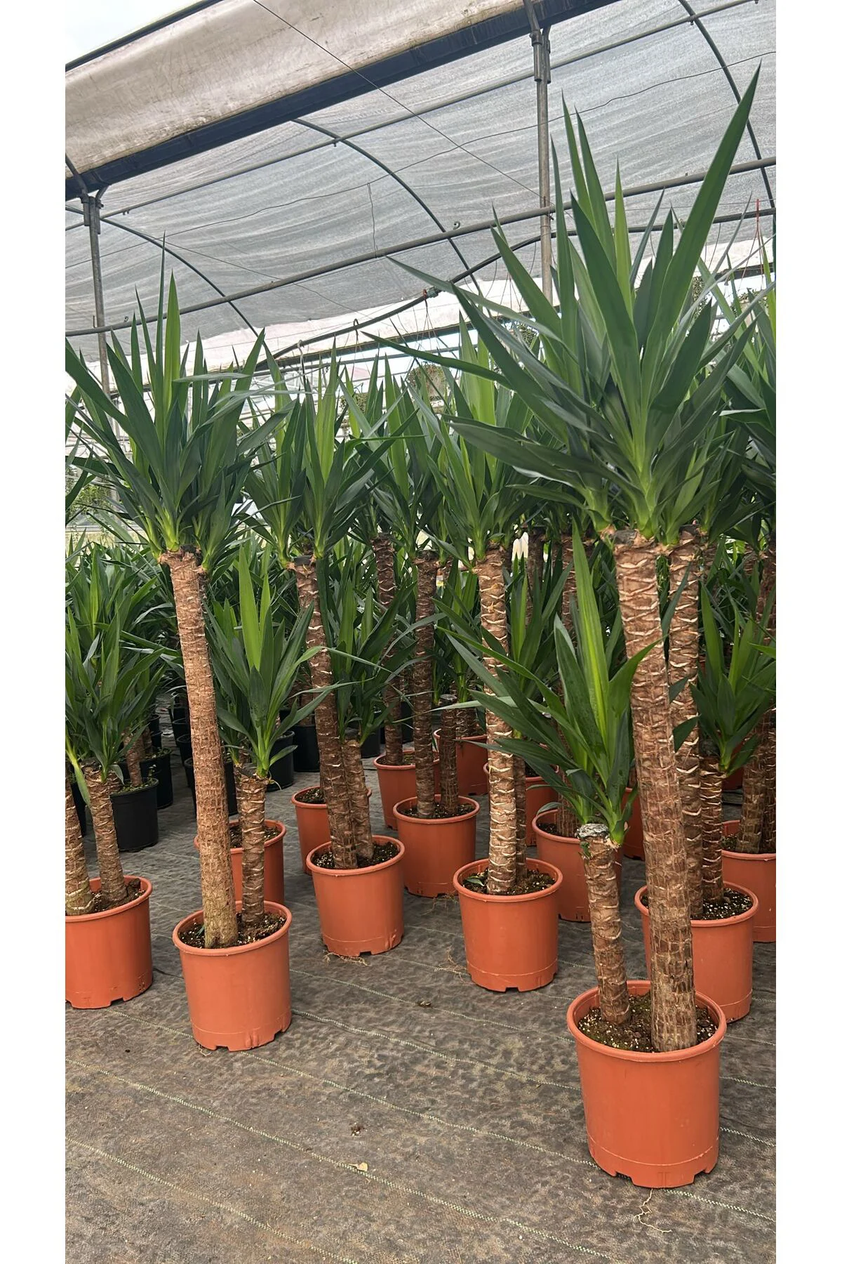 2 Köklü Dev Yuca Salon Bitkisi 140-160CM + Afra Para ve Aşkın Gözyaşı HEDİYE!