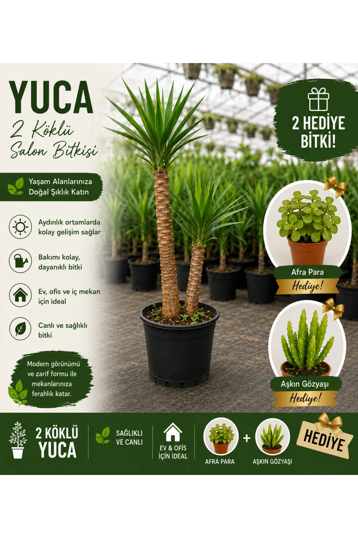 2 Köklü Dev Yuca Salon Bitkisi 140-160CM + Afra Para ve Aşkın Gözyaşı HEDİYE!