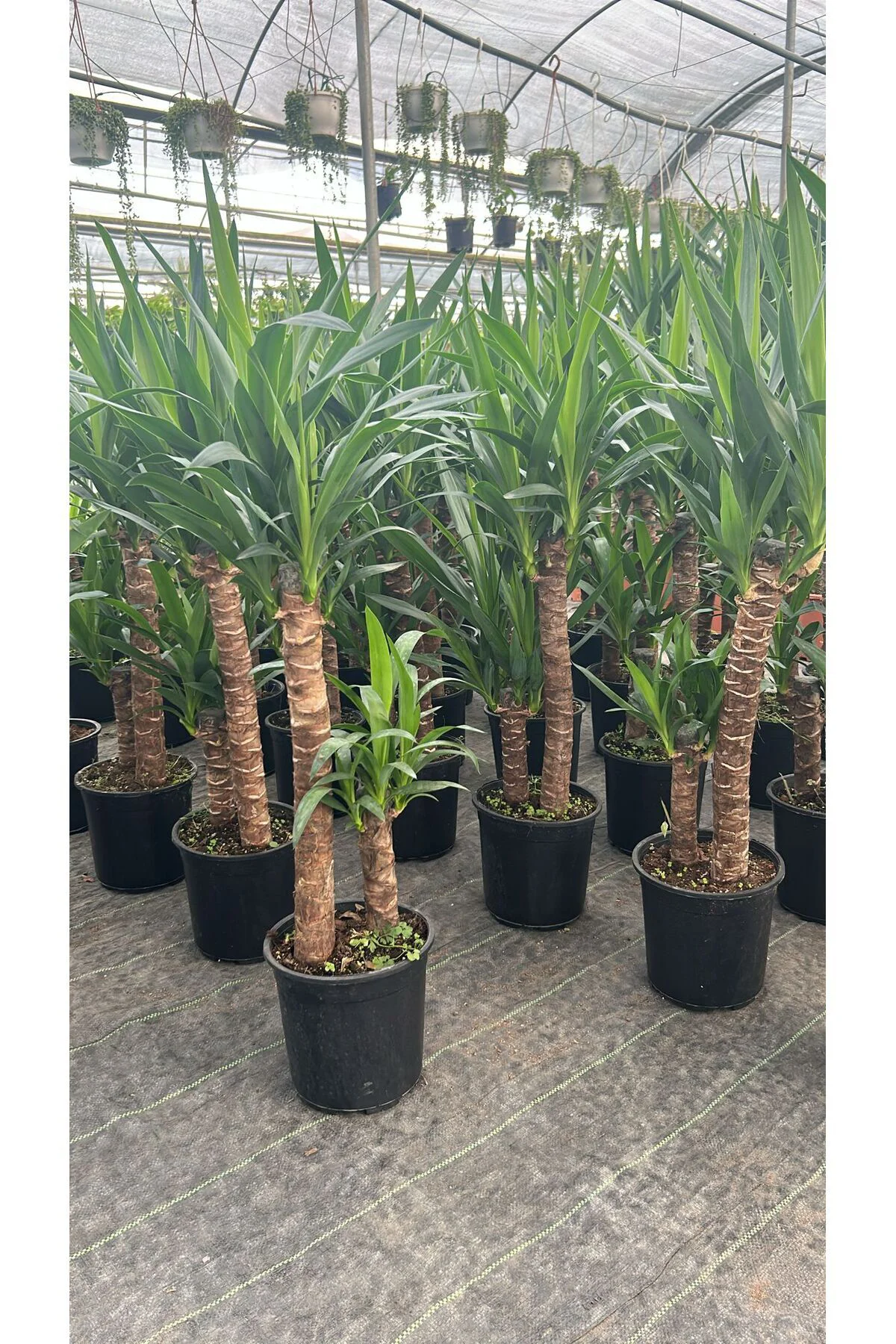 2 Köklü Dev Yuca Salon Bitkisi, 100-120 cm İç Mekan için İdeal Af