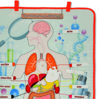 Ada Detox 2 Set - 52 Parça İç Organlar Sistemi Keçe Duvar Panoları , Eğiti Ada Detox 2 Set - 52 Parça İç Organlar Sistemi Keçe Duvar Panoları , Eğiti