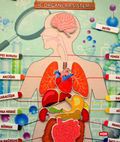 Ada Detox 2 Set - 62 Parça İç Organlar Ve Zıt Kavramlar Keçe Cırtlı Duvar Ada Detox 2 Set - 62 Parça İç Organlar Ve Zıt Kavramlar Keçe Cırtlı Duvar