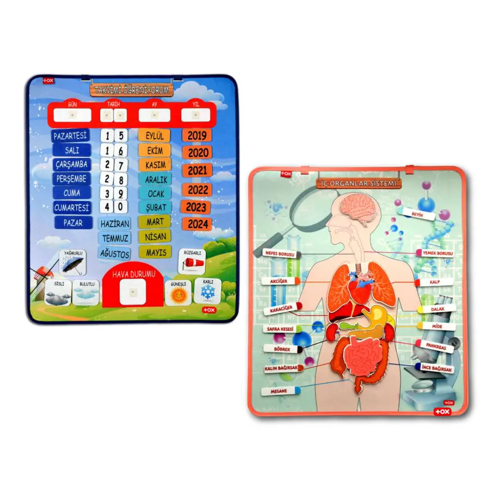 2 Set - 69 Parça  İç Organlar ve Takvimi Öğreniyorum Keçe Cırtlı 