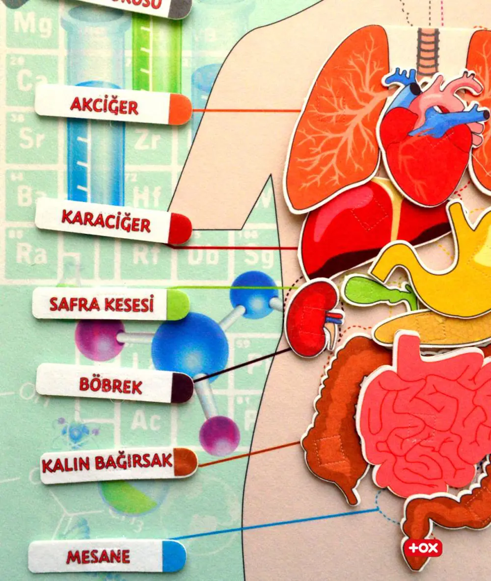 2 Set - 69 Parça  İç Organlar ve Takvimi Öğreniyorum Keçe Cırtlı 