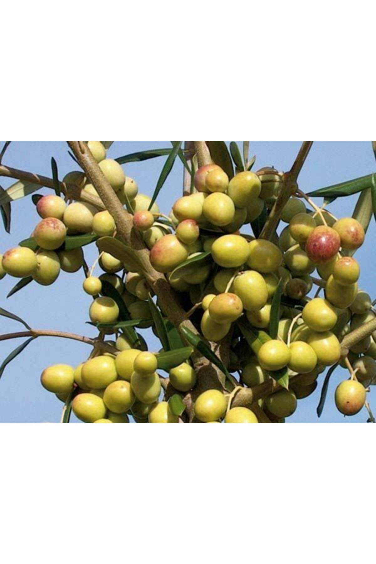 2 Yaş 10 Adet Tüplü Arbequina (bodur) Zeytin Fidanı