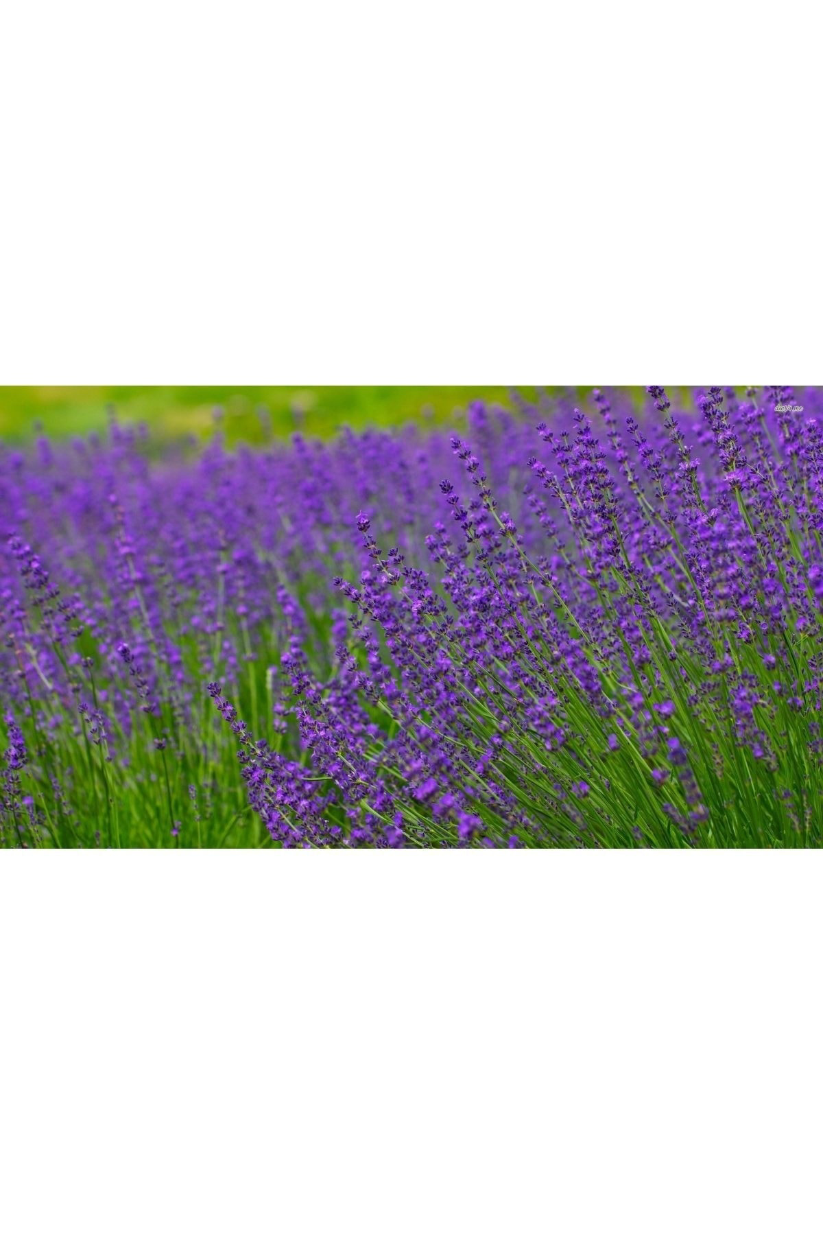 Alioğlu 20 Adet Açık Kök İntermedia Lavanta Fidanı