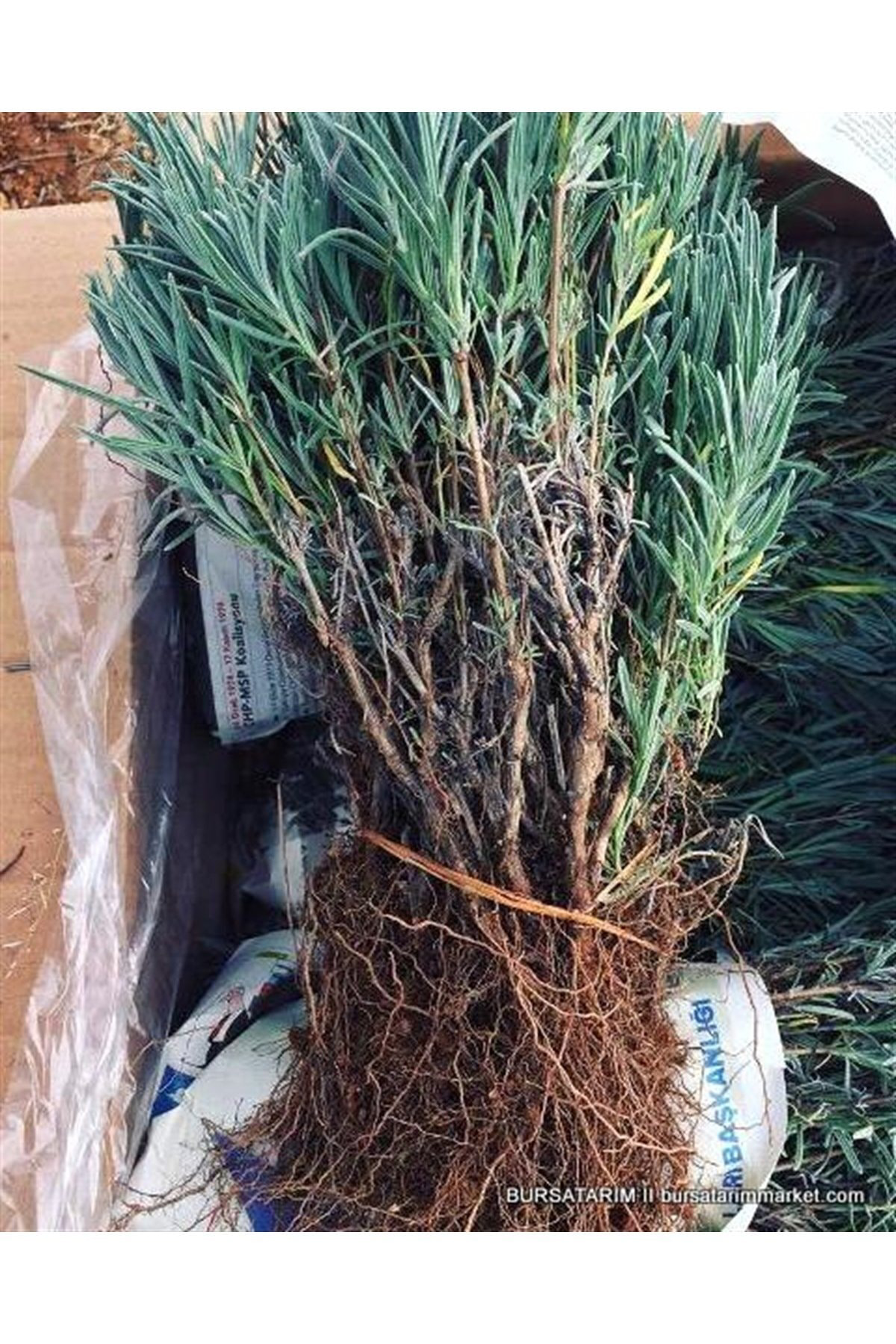 Alioğlu 20 Adet Açık Kök İntermedia Lavanta Fidanı