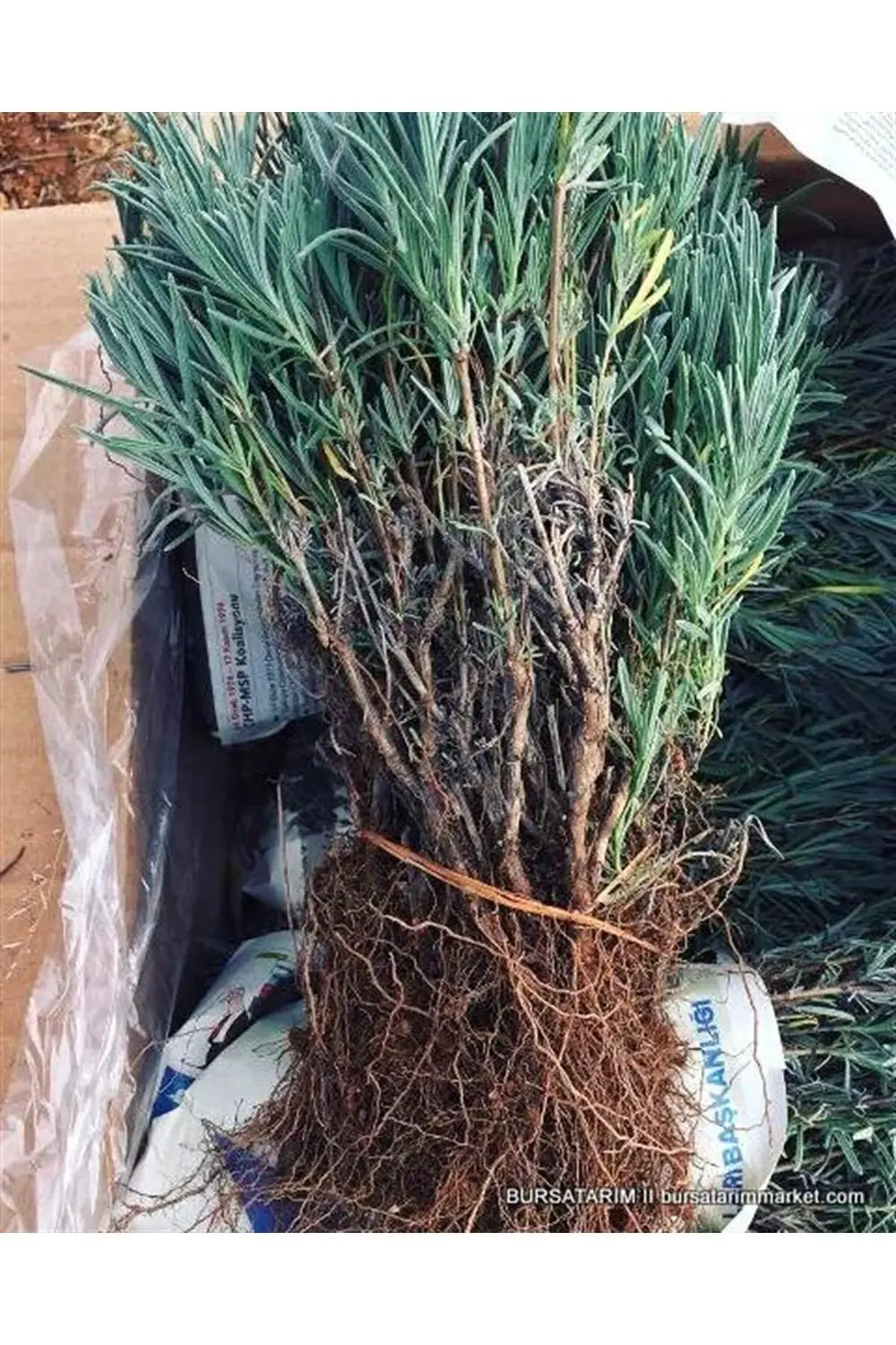 20 Adet Açık Kök Intermedia Lavanta Fidanı