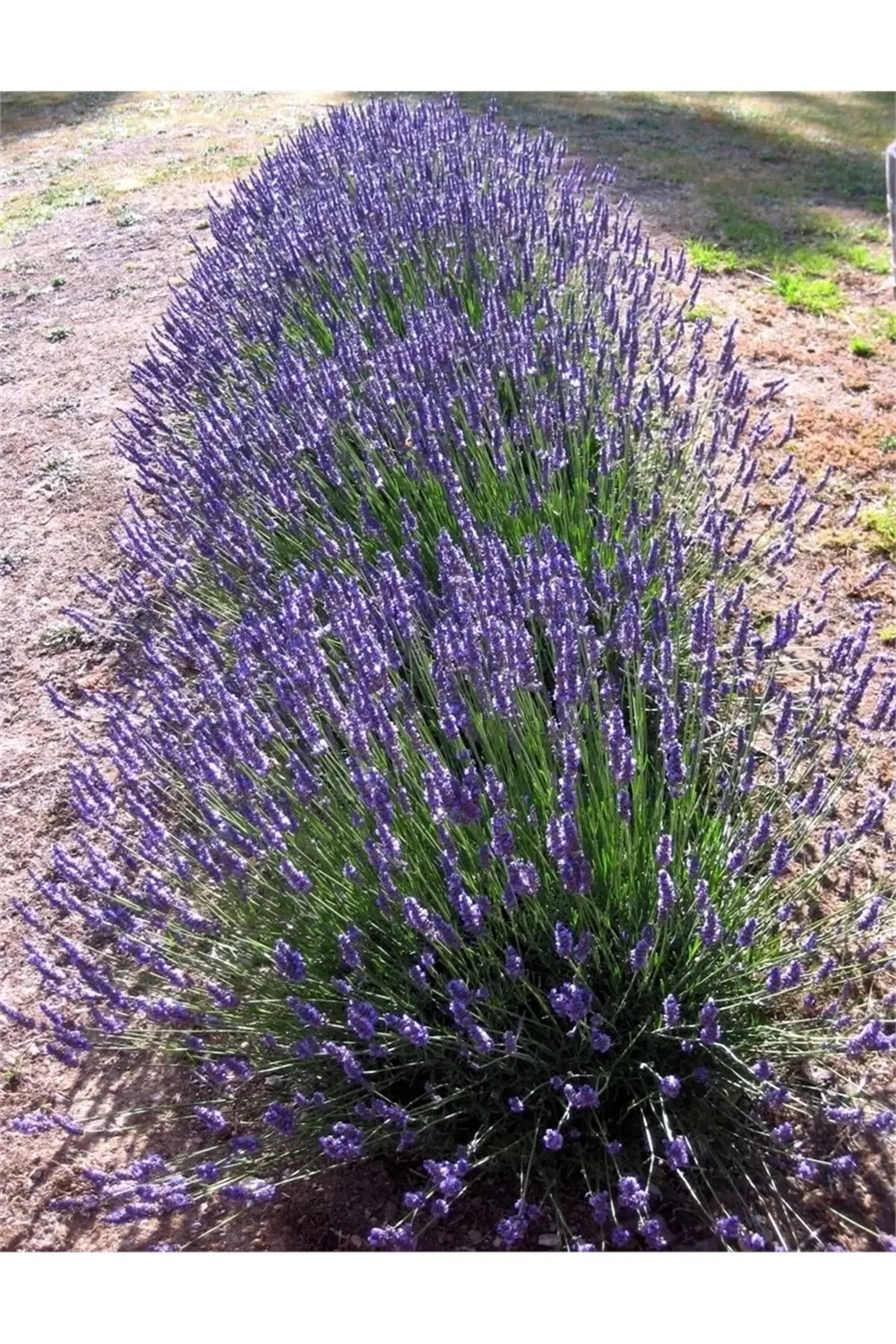 20 Adet Açık Kök Intermedia Lavanta Fidanı