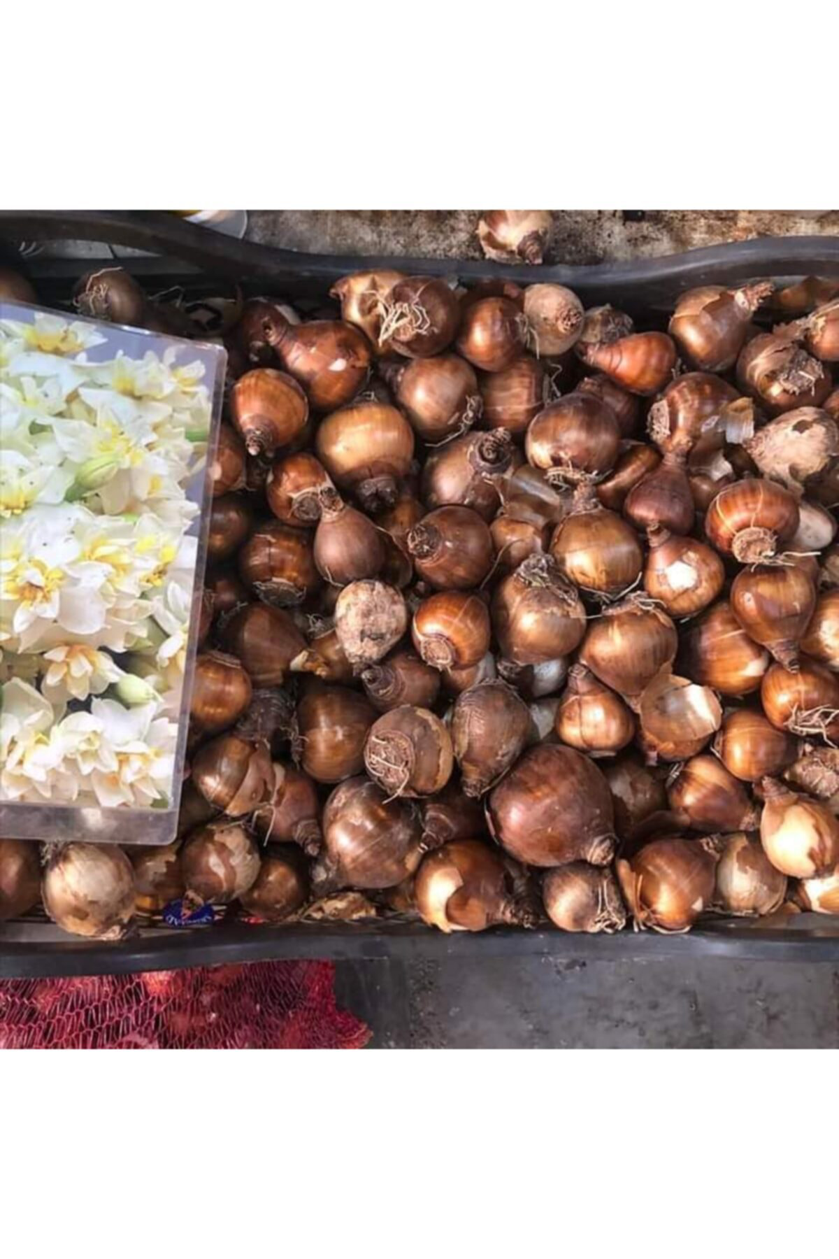 20 Adet Frezya Soğanı Karısık