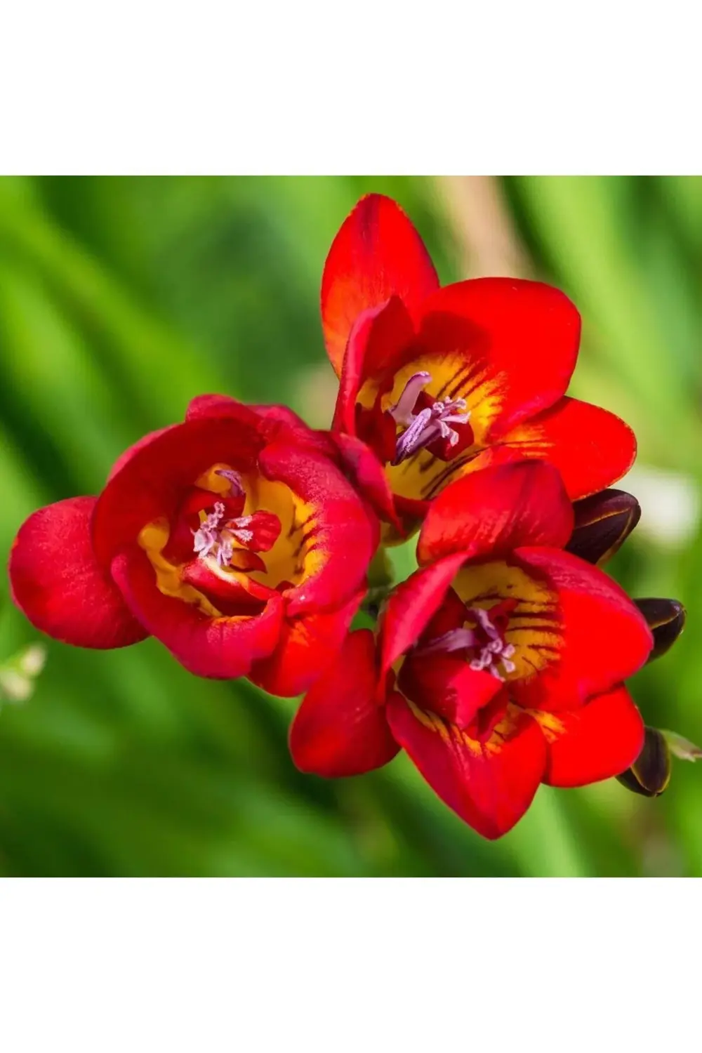 20 Adet kırmızı Frezya Çiçeği Soğanı Mis Kokulu Katmerli