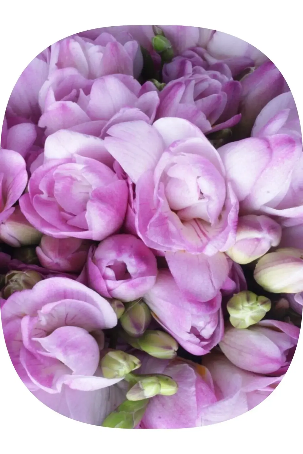 20 Adet Lila Iri Kalibre Duble Frezya Çiçeği Soğanı Mis Kokulu Ka