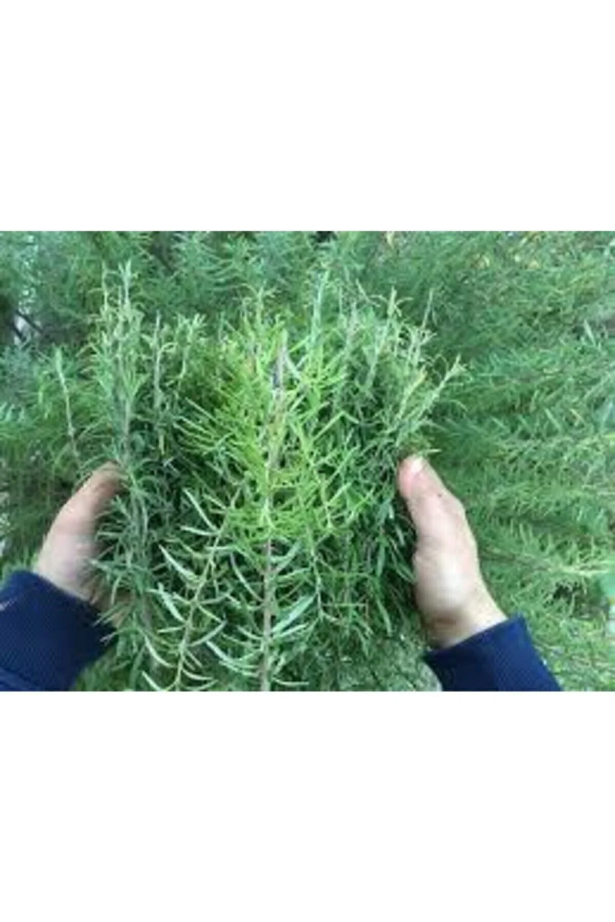 20 Adet Nadir Biberiye Bitkisi Tohumu Biberiye Hediye Sürpriz Hediye Tohumludur 20 Adet Nadir Biberiye Bitkisi Tohumu Biberiye Hediye Sürpriz Hediye Tohumludur