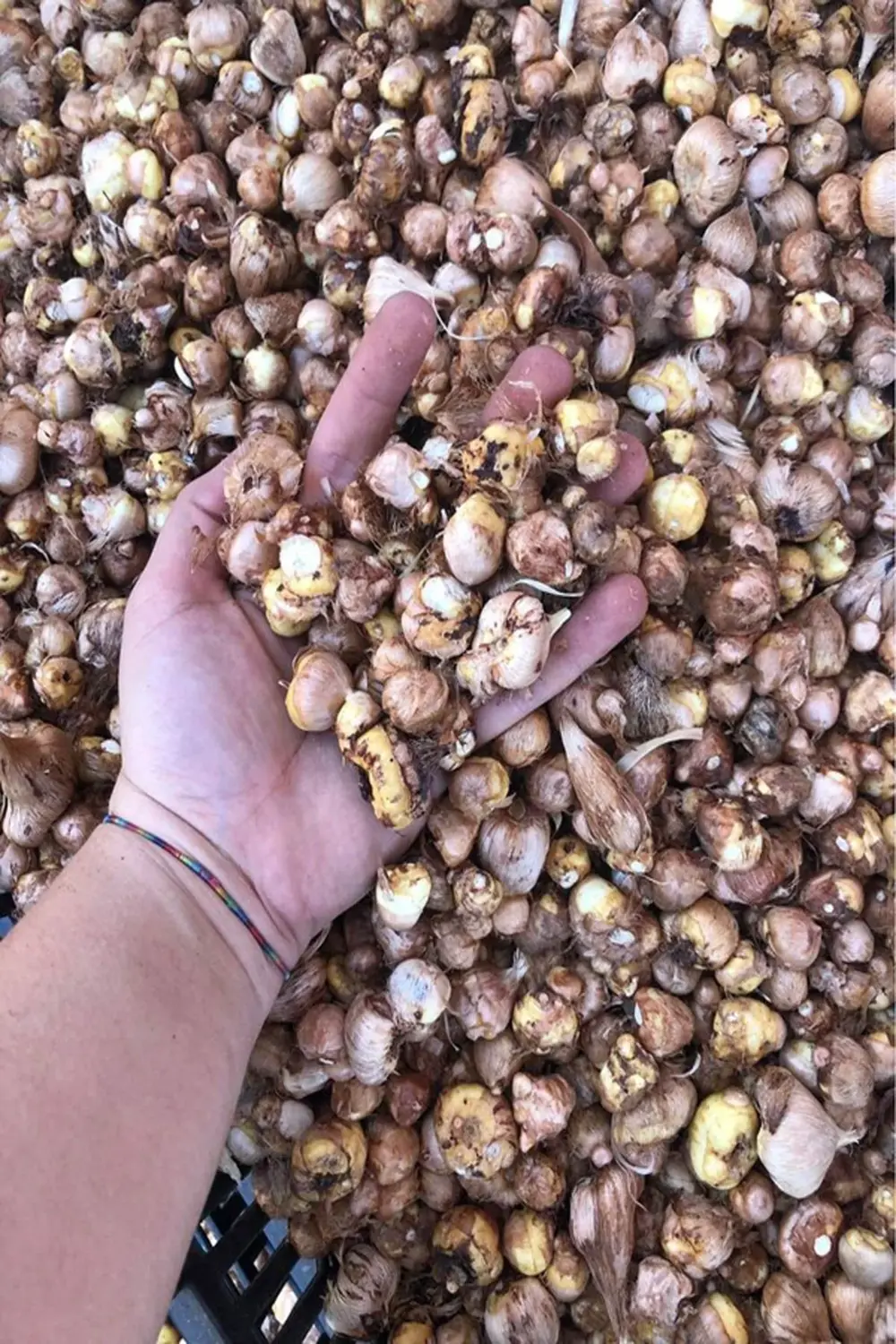 20 Adet Pembe Frezya ( Freesia Bulbs ) Çiçeği Soğanı Katmerli Mis