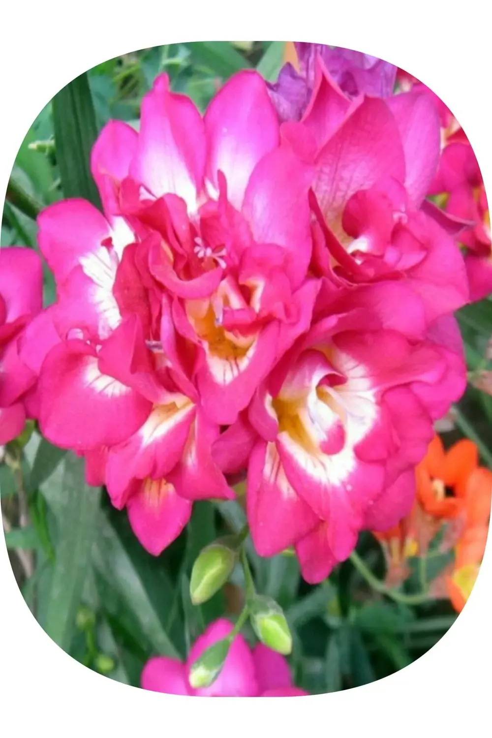 20 Adet Pembe Iri Kalibre Duble Frezya Çiçeği Soğanı Mis Kokulu K