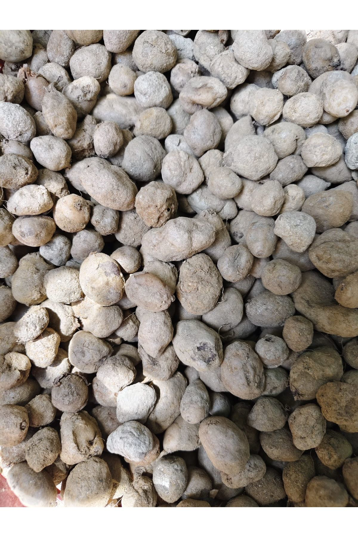 20 Adet Salep Yumrusu Yeni Sezon Yavru (Küçük Yumru)